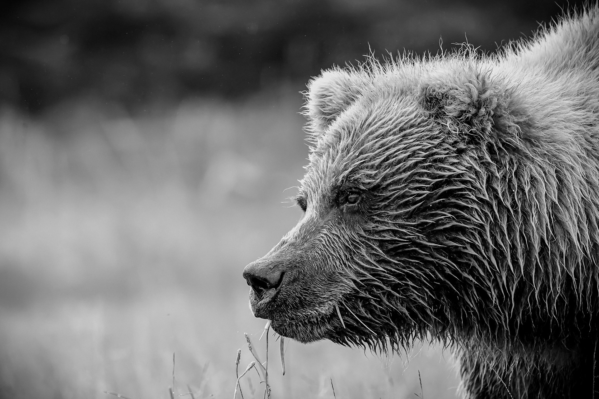 Lake Clark Coastal Grizzlies-Crimp Ear