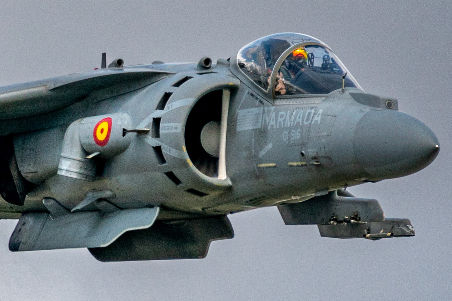 Spanish Harrier