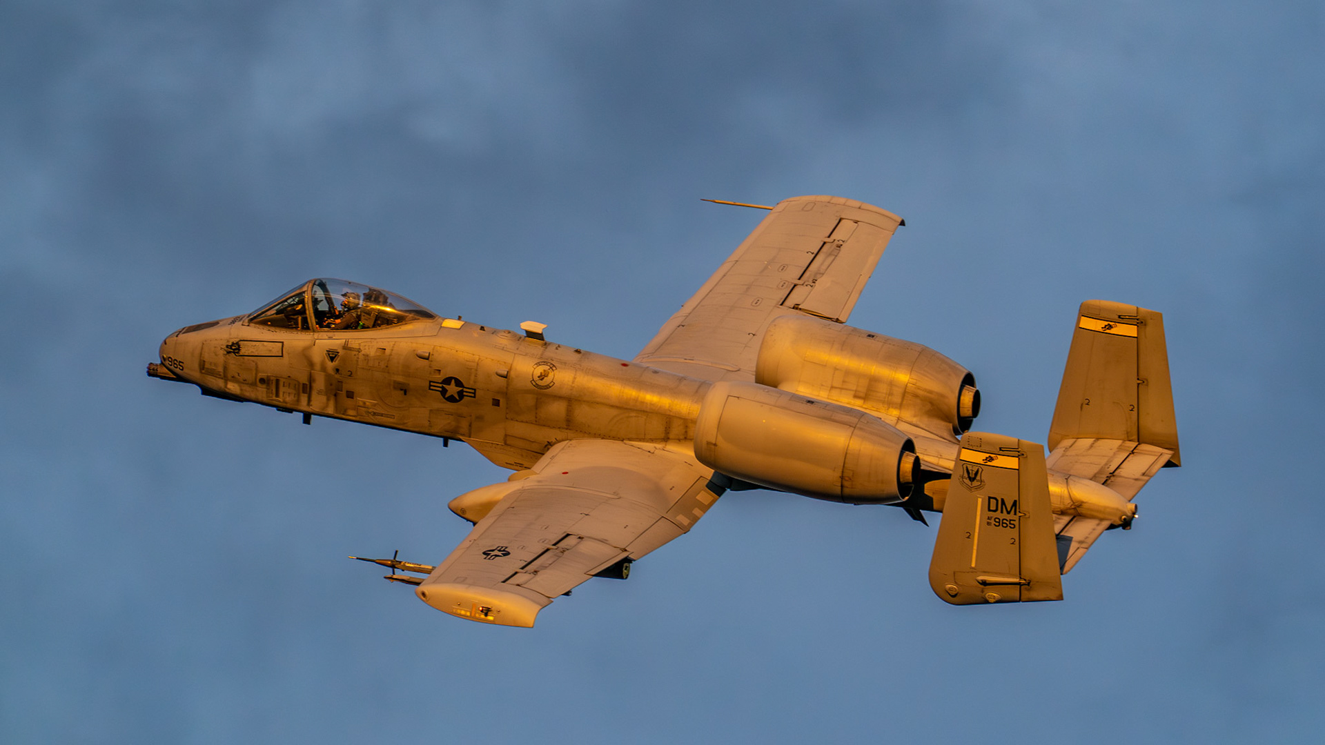 Golden Warthog
