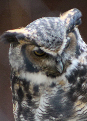 Carolina Raptor Center Owl