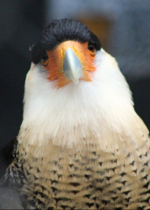 Carolina Raptor Center - Crested Caracara