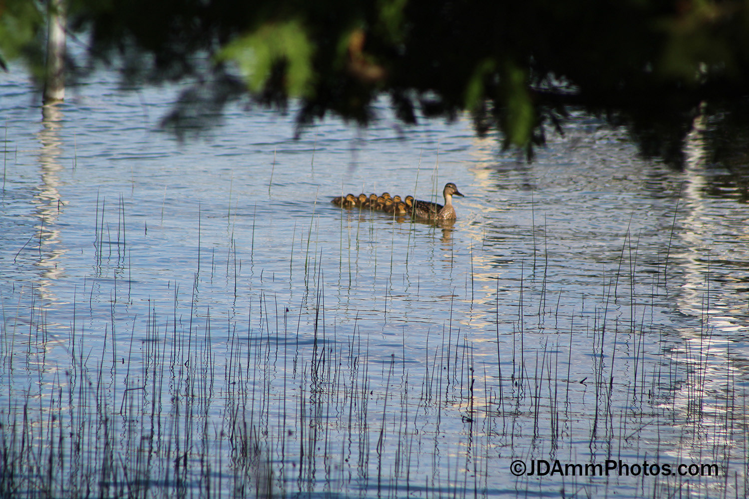 Mom and Babies - Lk Leelanau