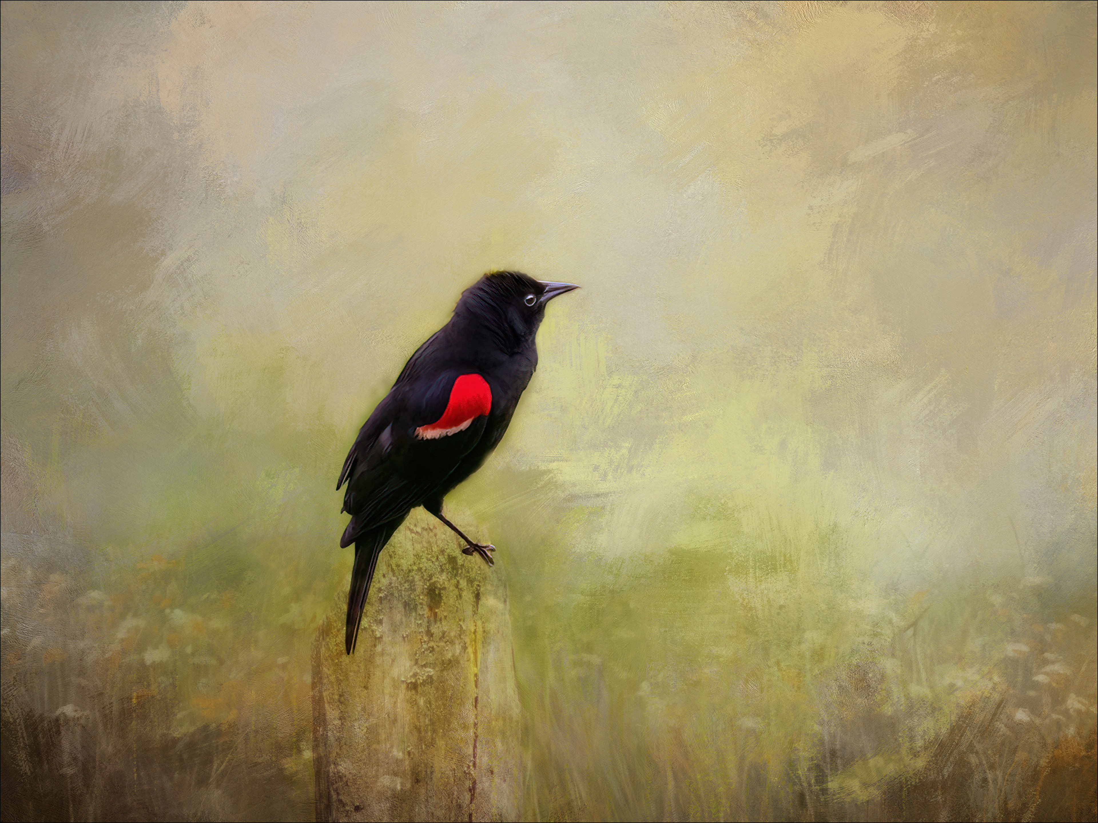 Red-winged Blackbird