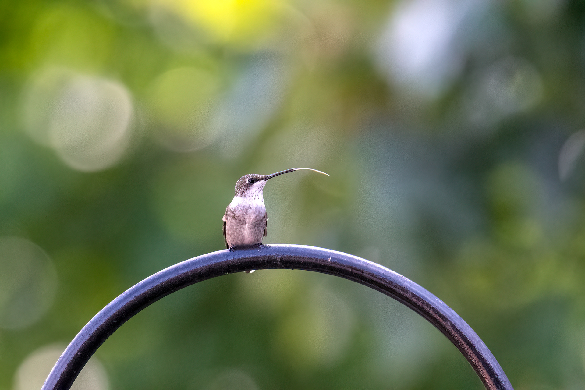Hummingbird catching bugs