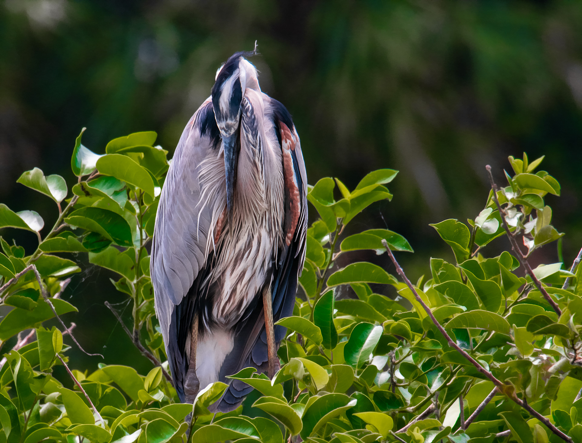 Adult Great Blue Heron