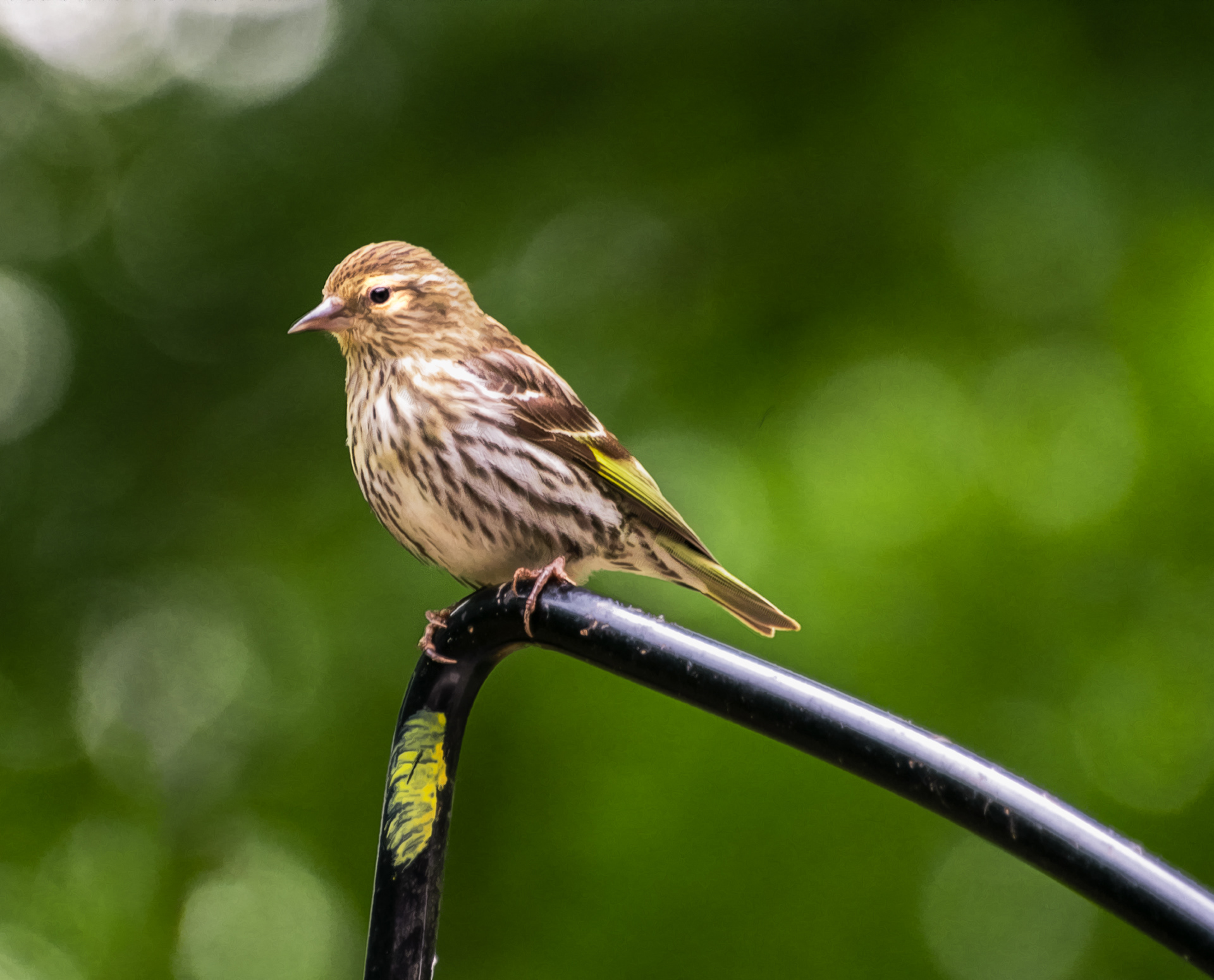 Pine Siskin