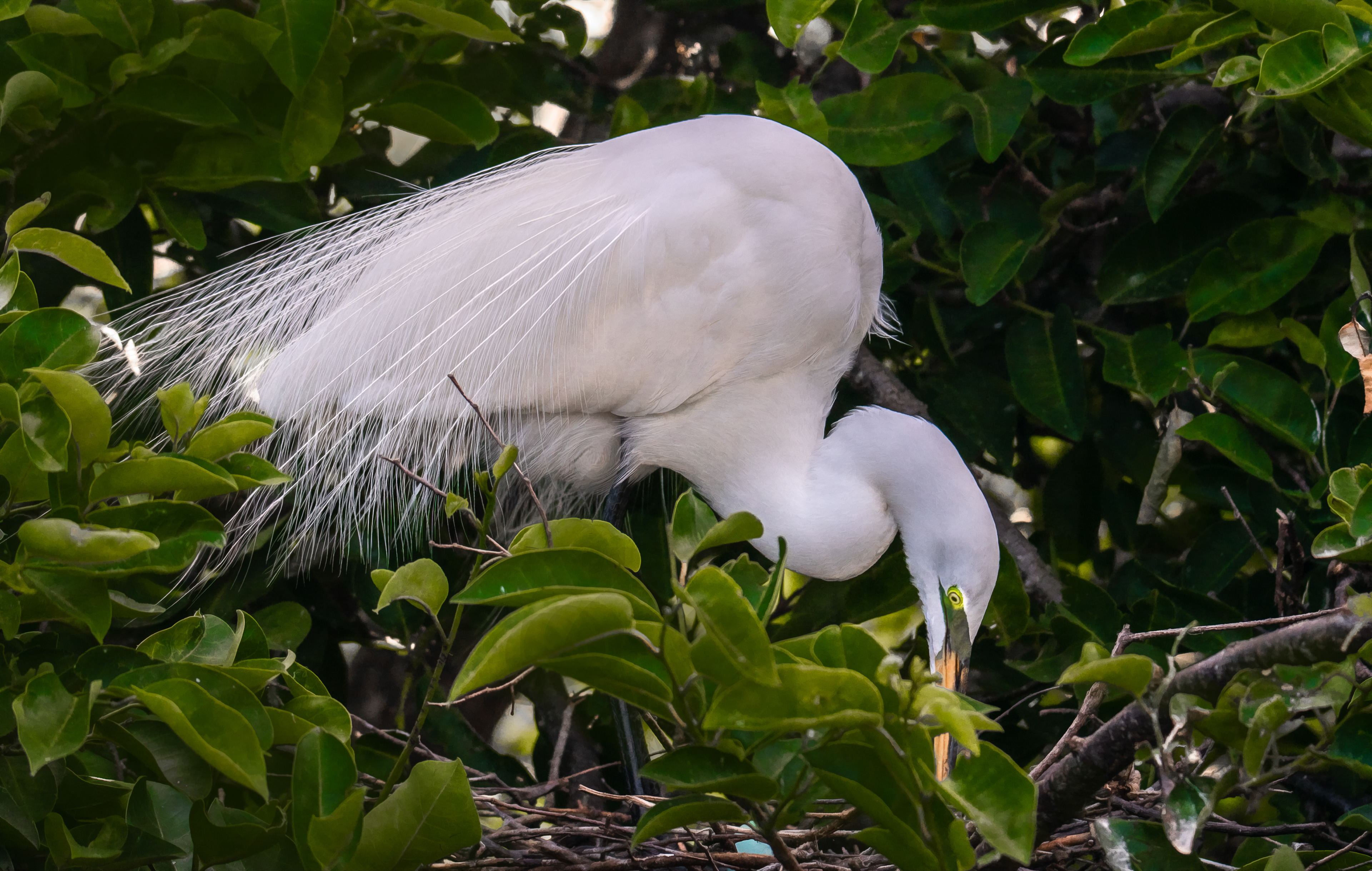 Great Egret