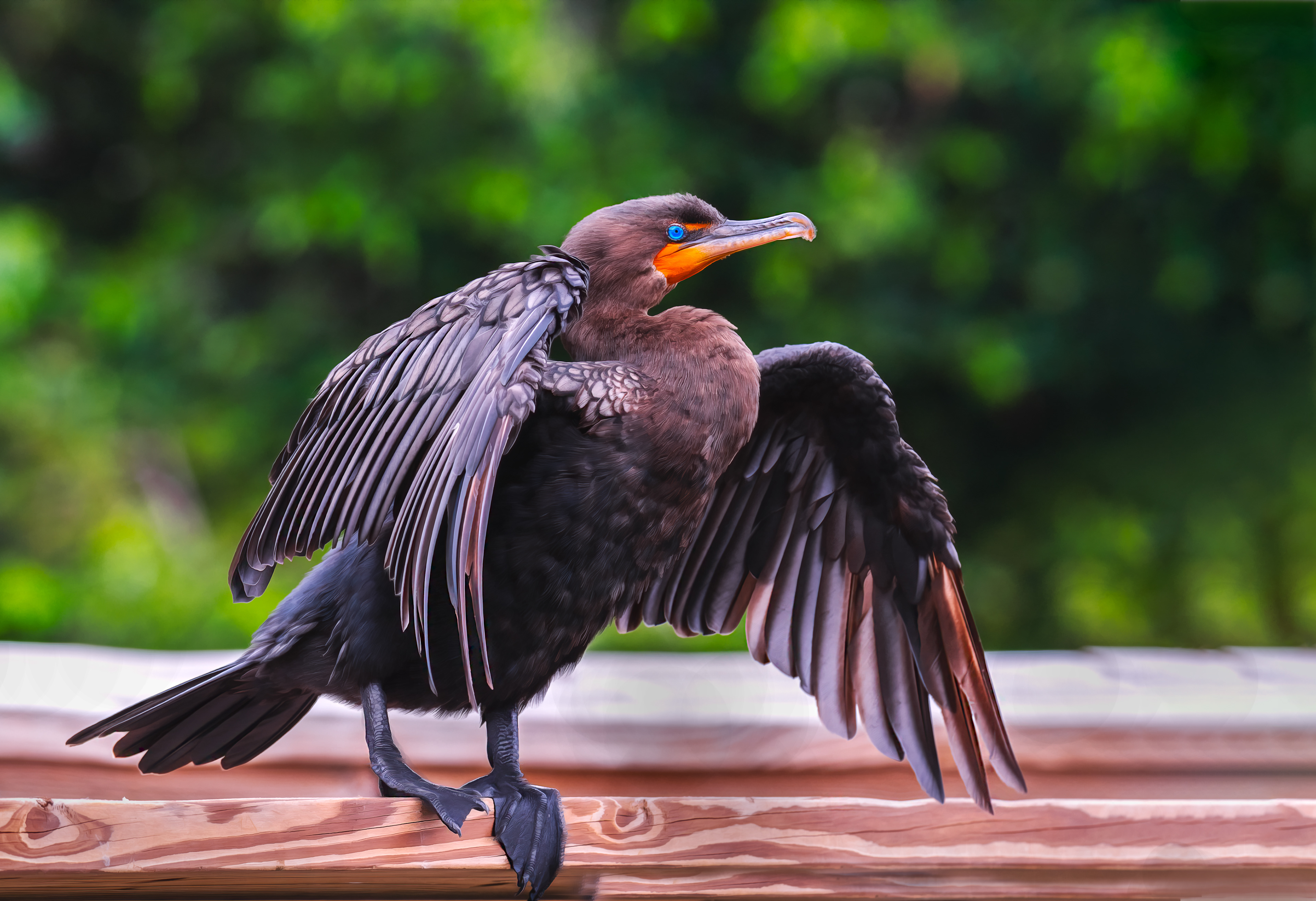 Double-crested Cormorant