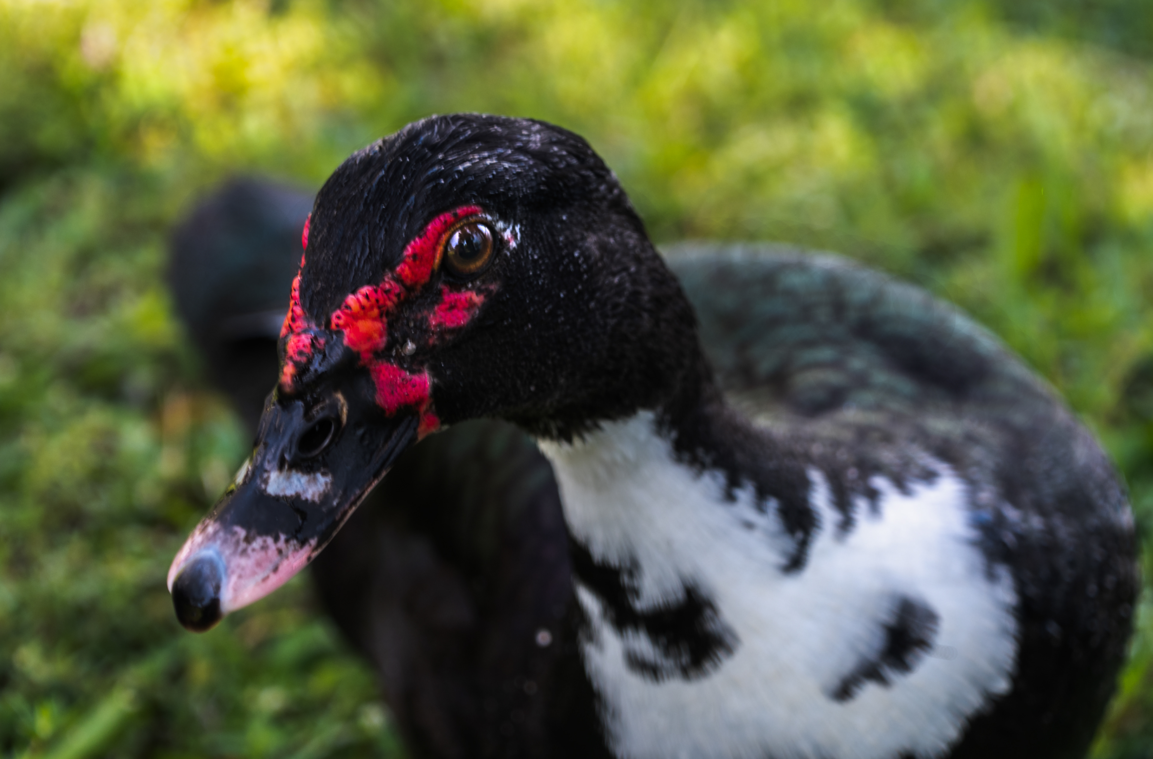 Muscovy Duck