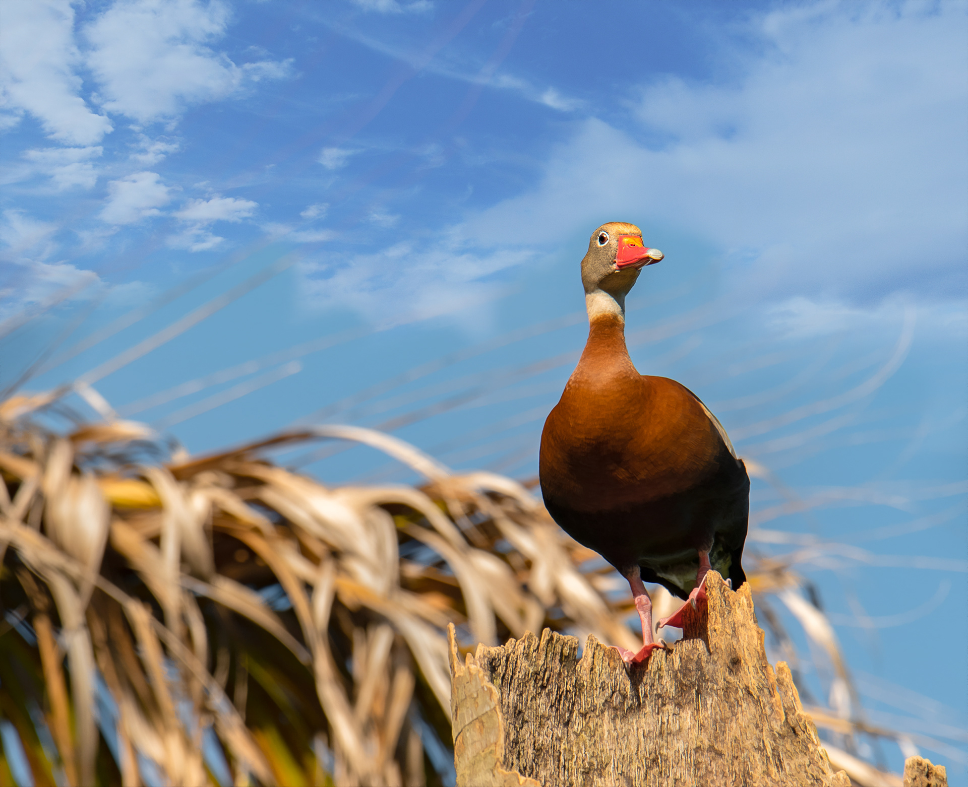 Black-bellied Whistling Duck