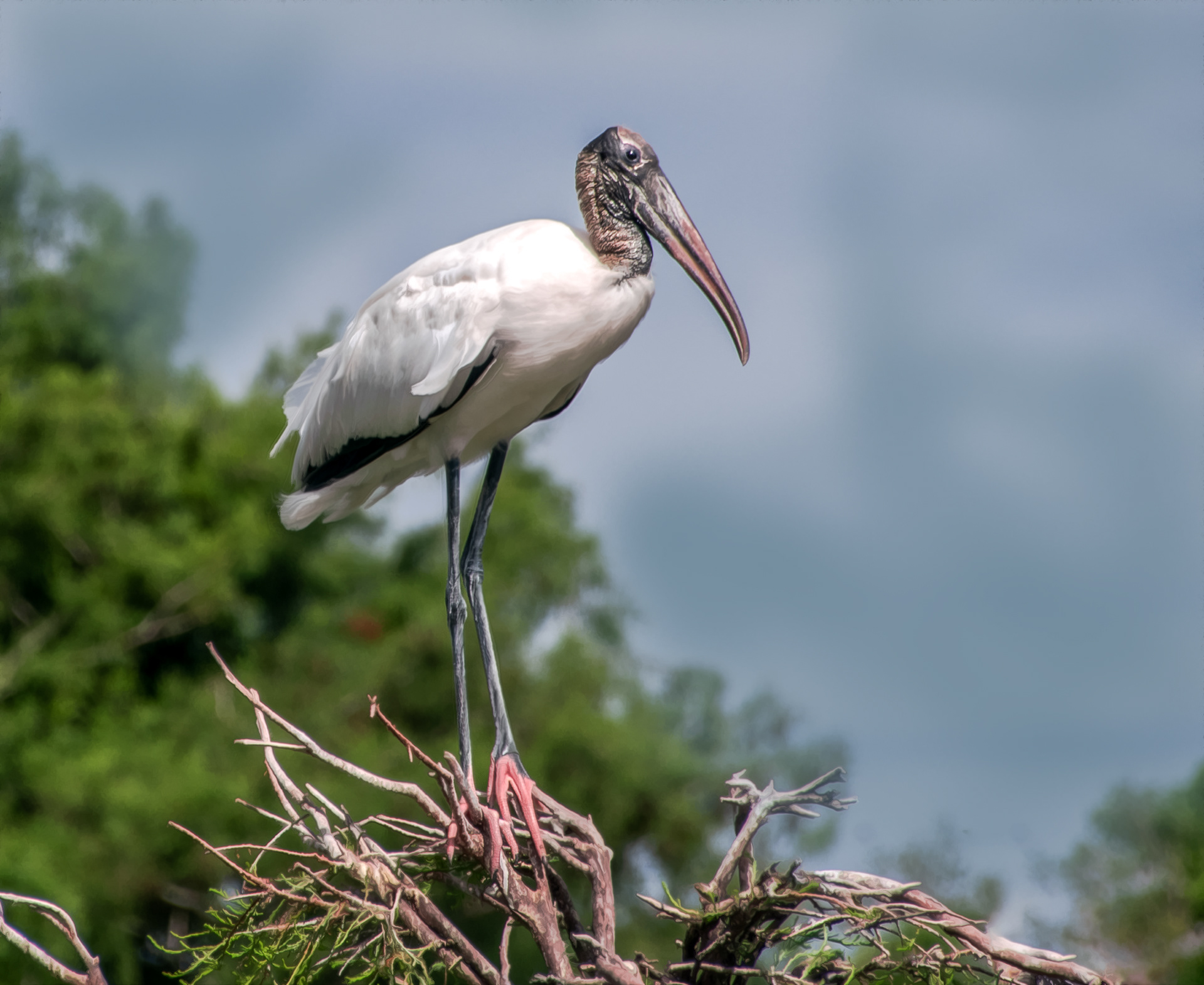 Wood Stork