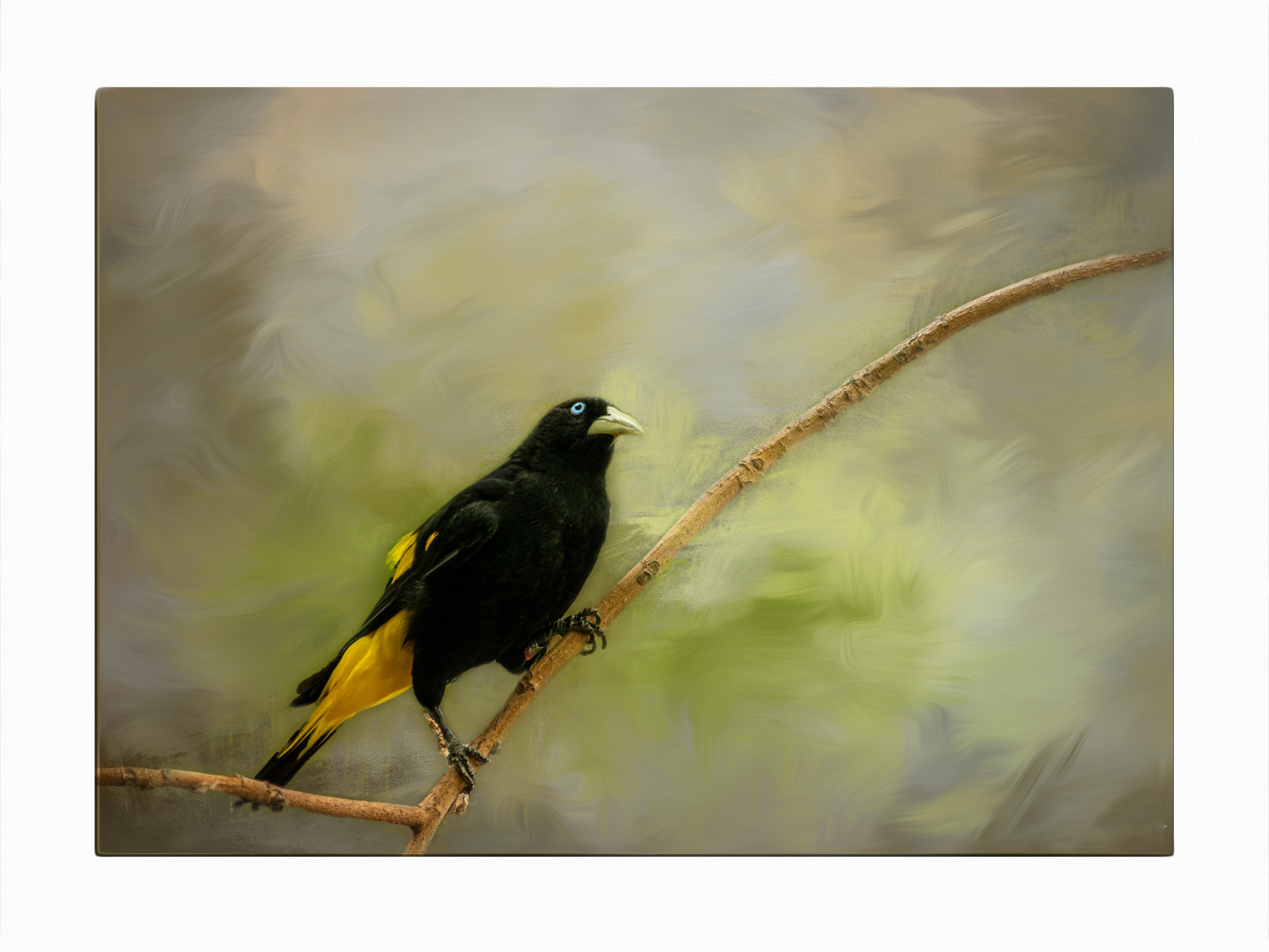 Yellow-rumped Cacique