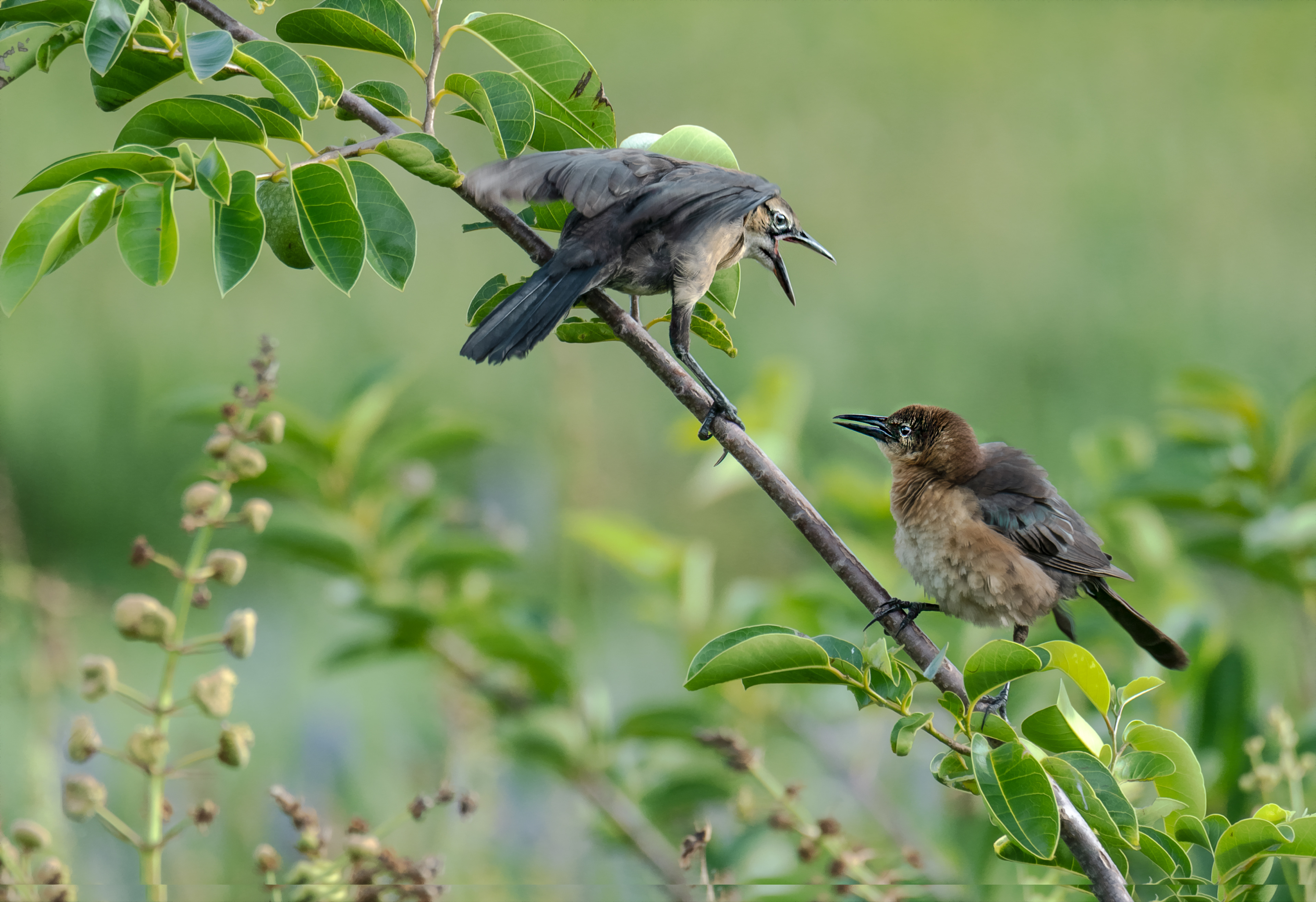 Female Boat-tailed Grackles