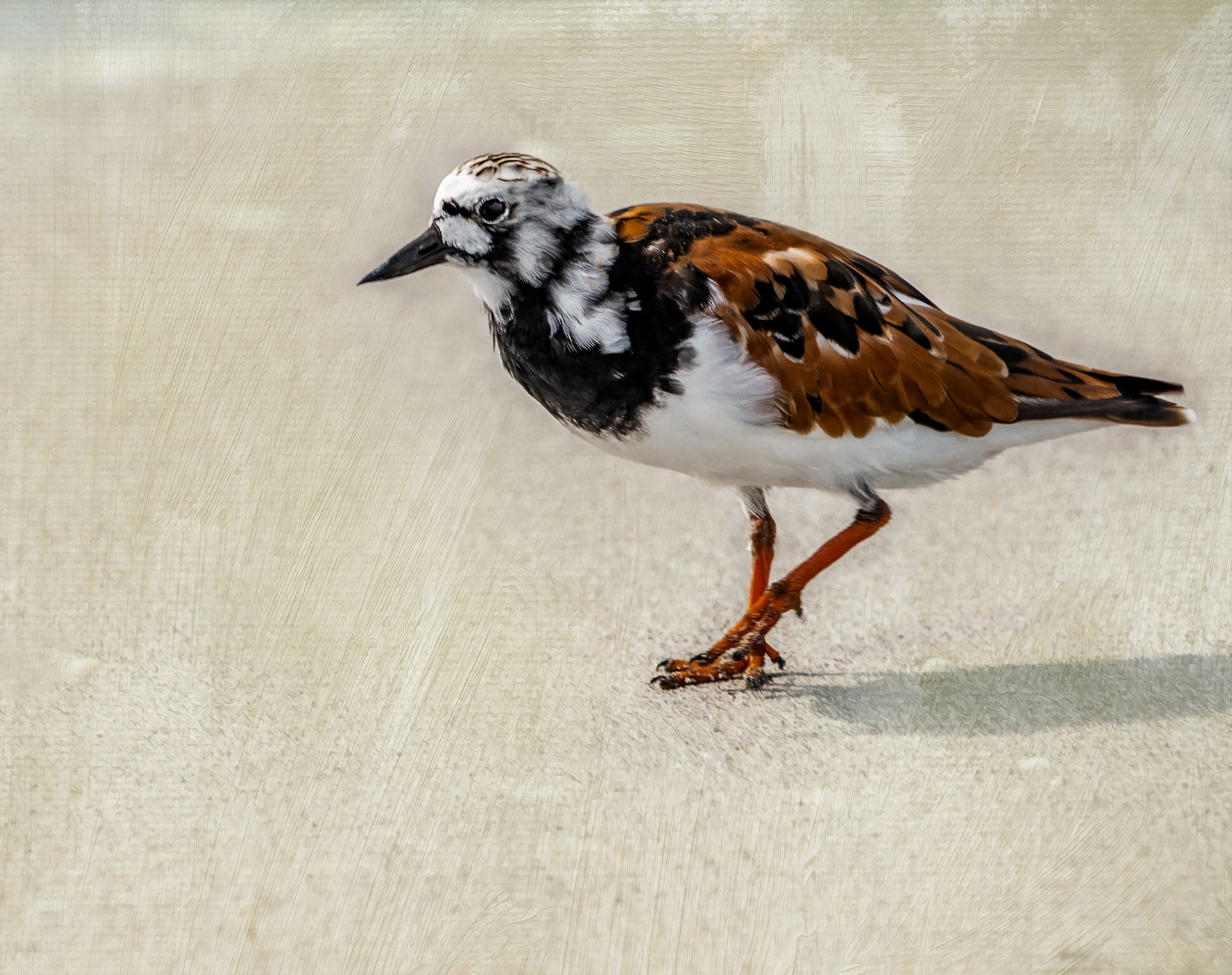 Ruddy Turnstone