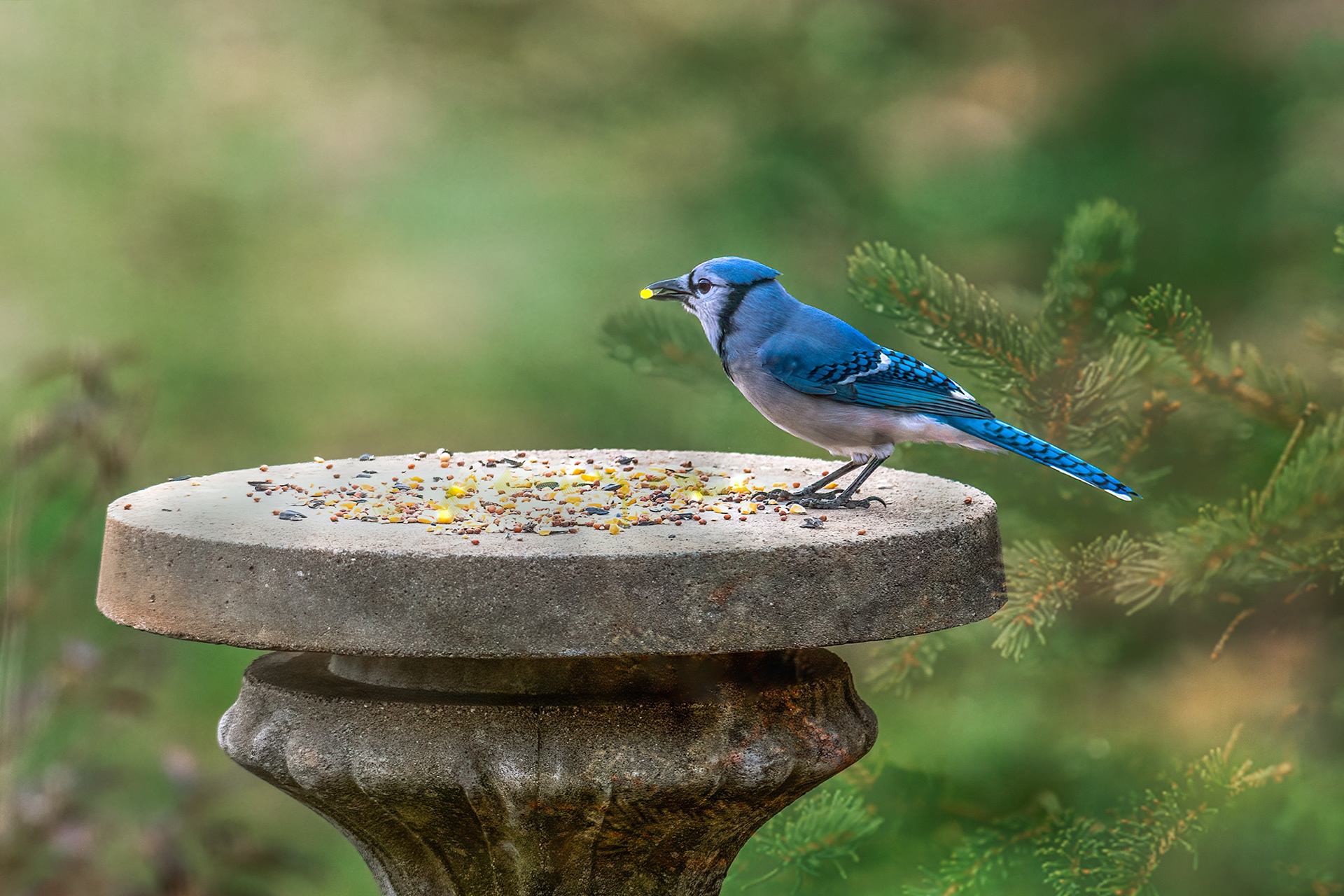 Blue Jay