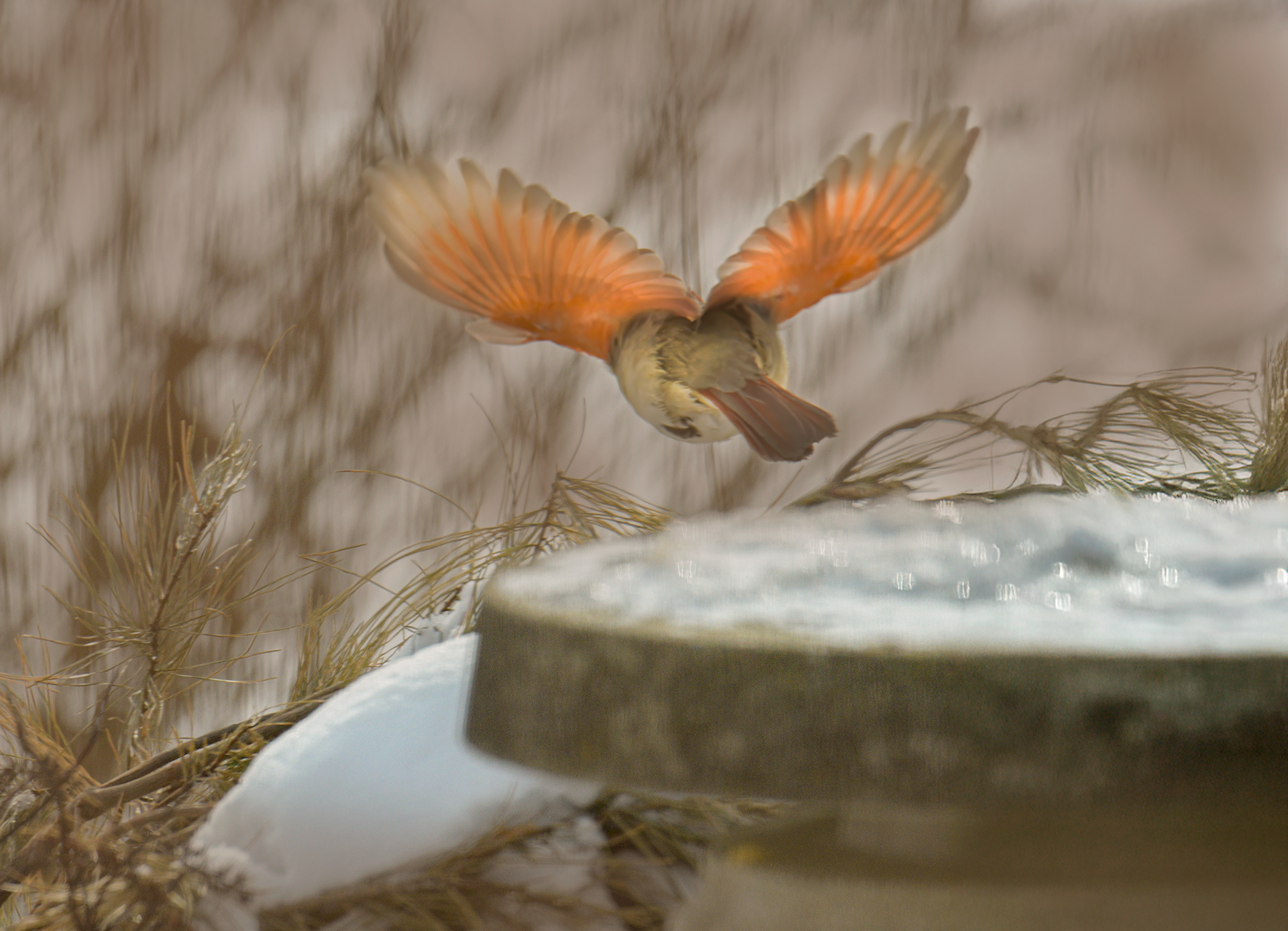Cardinal in flight