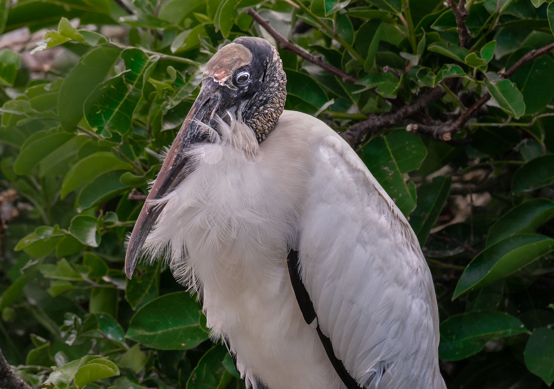 Wood Stork