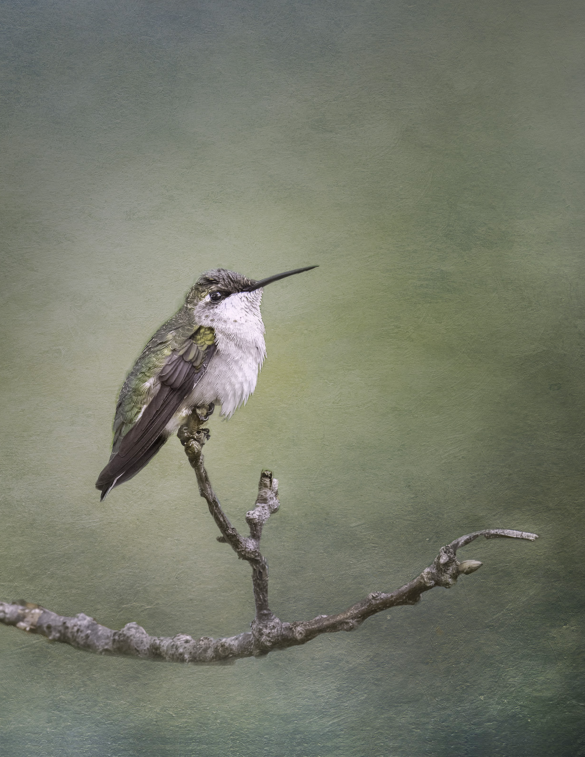 Anna's Hummingbird