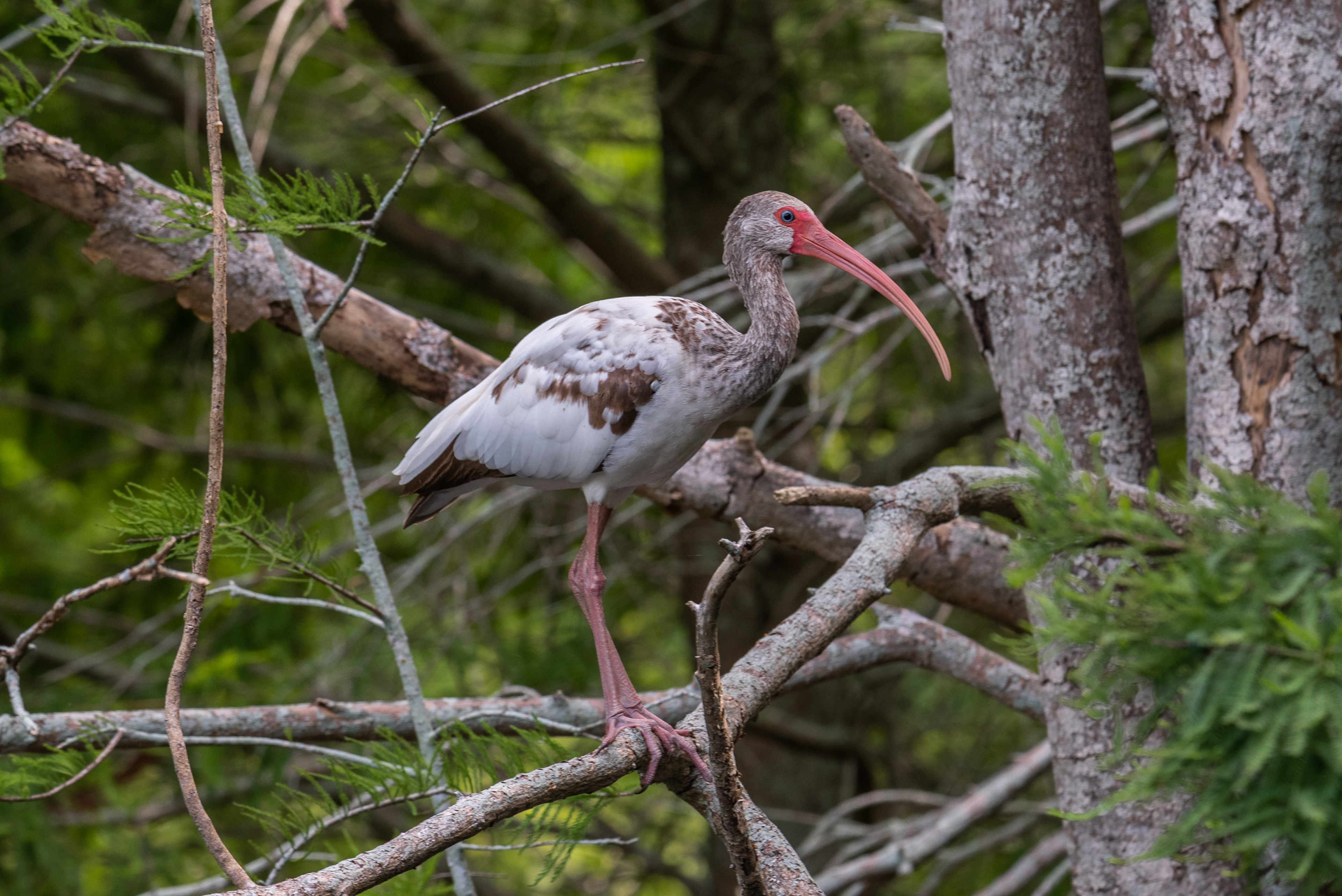 Immature White Ibis