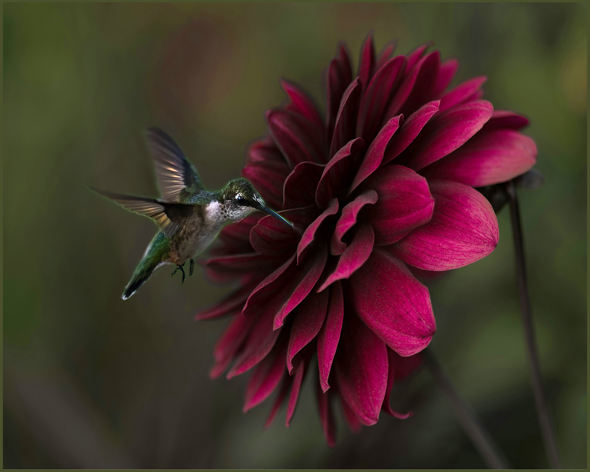 Anna's Hummingbird