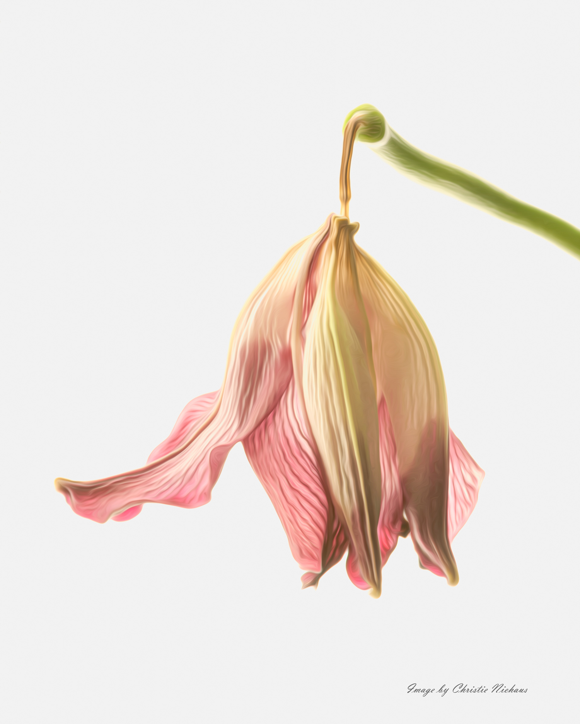 Decayed Day Lily