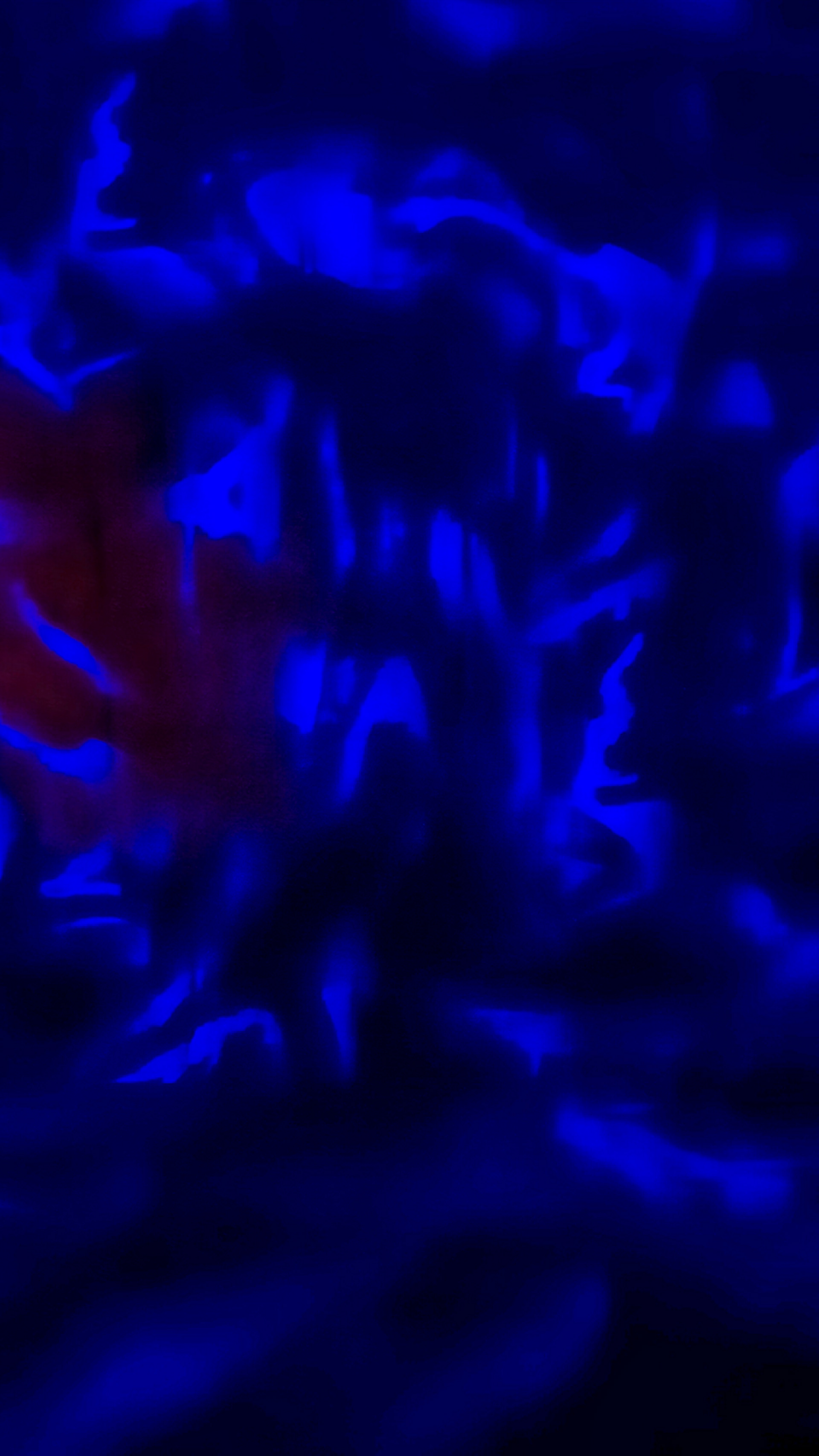 Carriéres des Lumiéres - Yves Klein – L’Infini Bleu @Baux-de-Provence