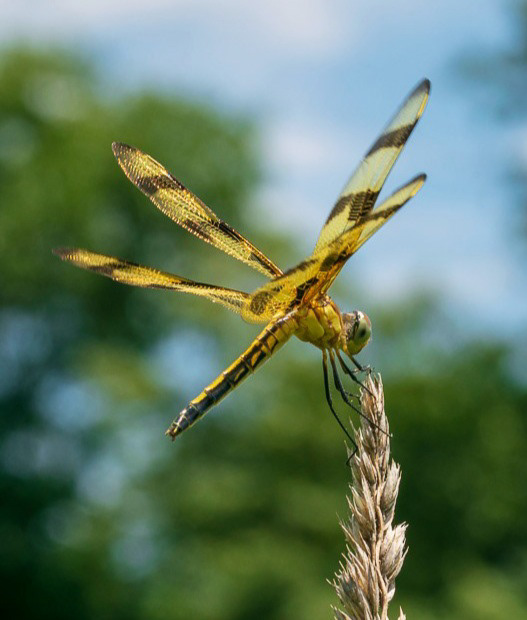 Dragonfly