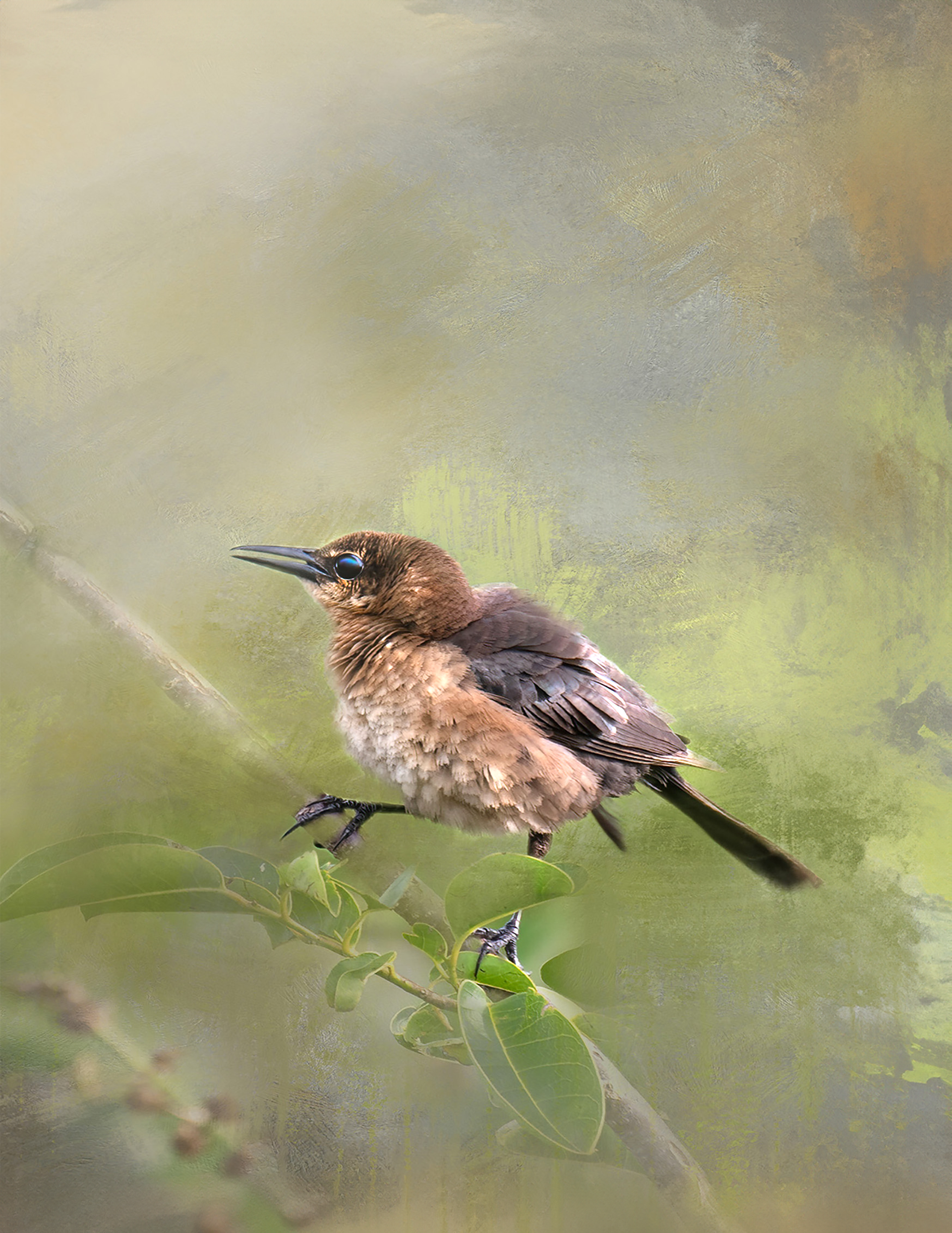 Juvenile Grackle