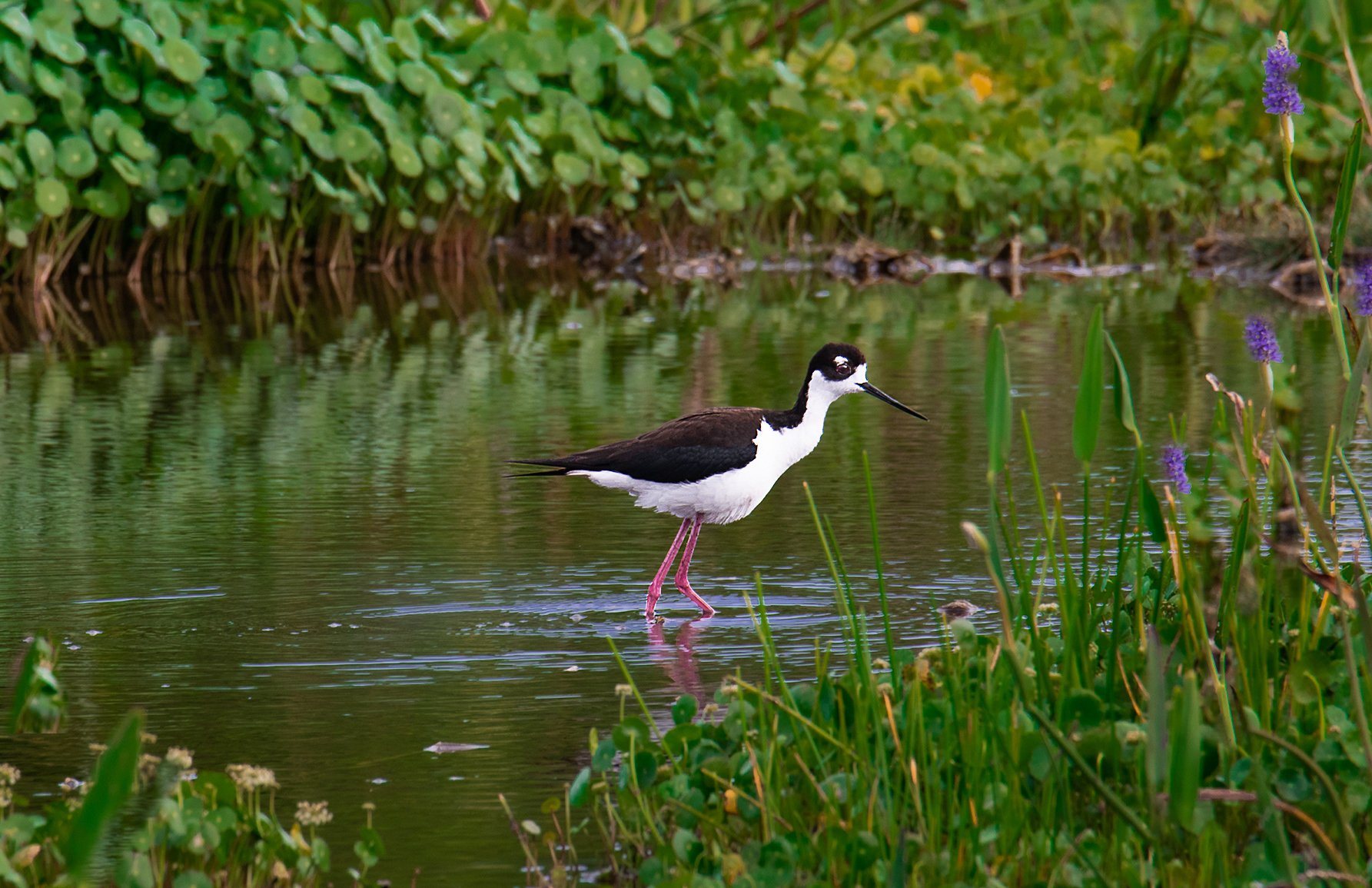 Black-necked Stilt
