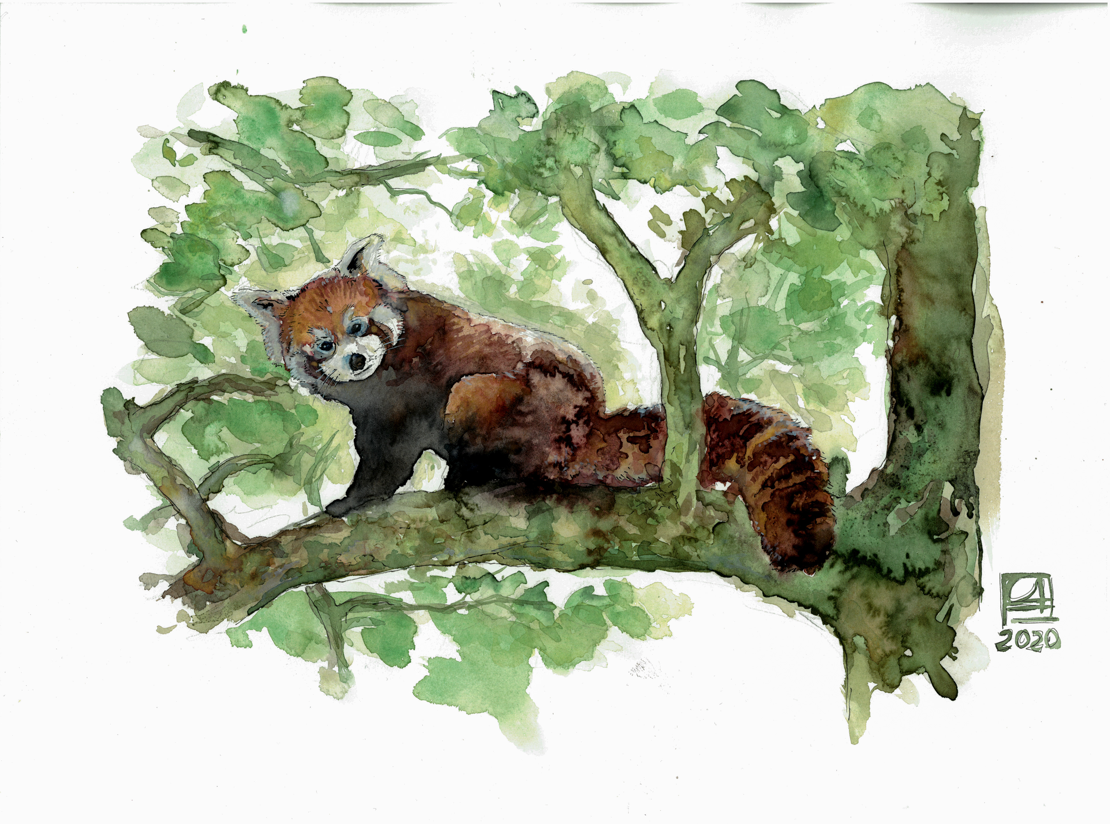 Roter Panda (40x30)
