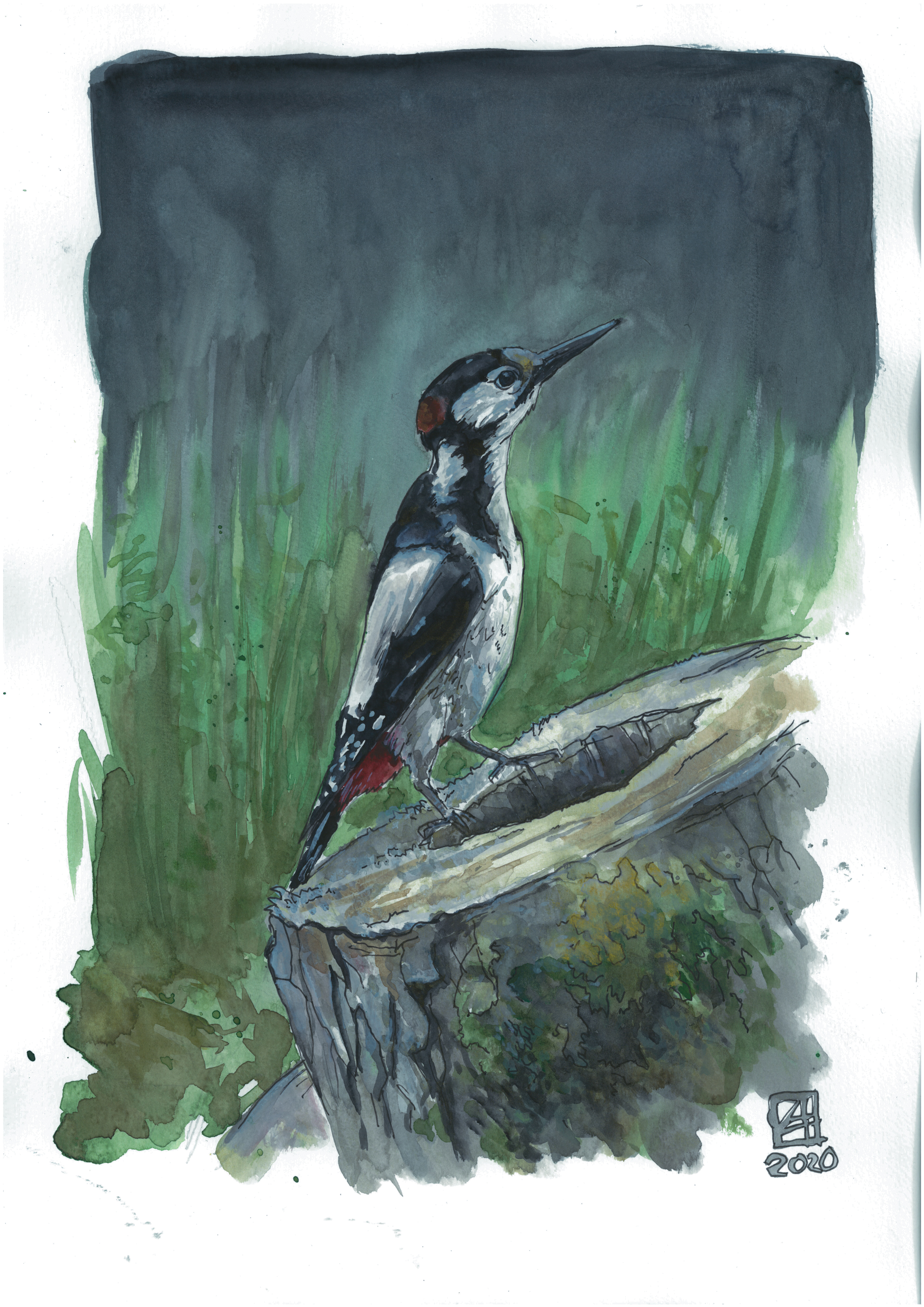 Specht (30x42) - verkauft