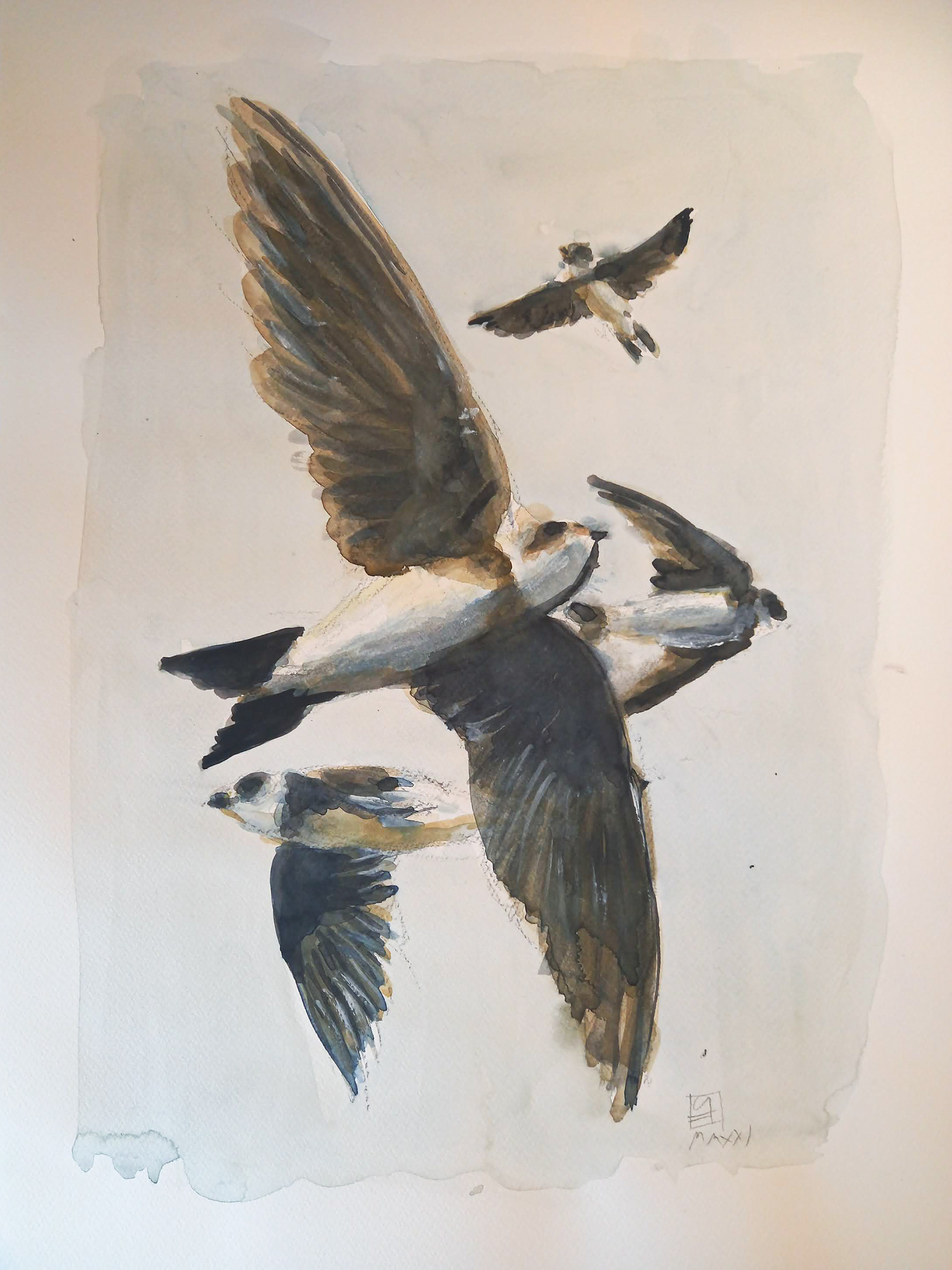 Schwalben (36x48)