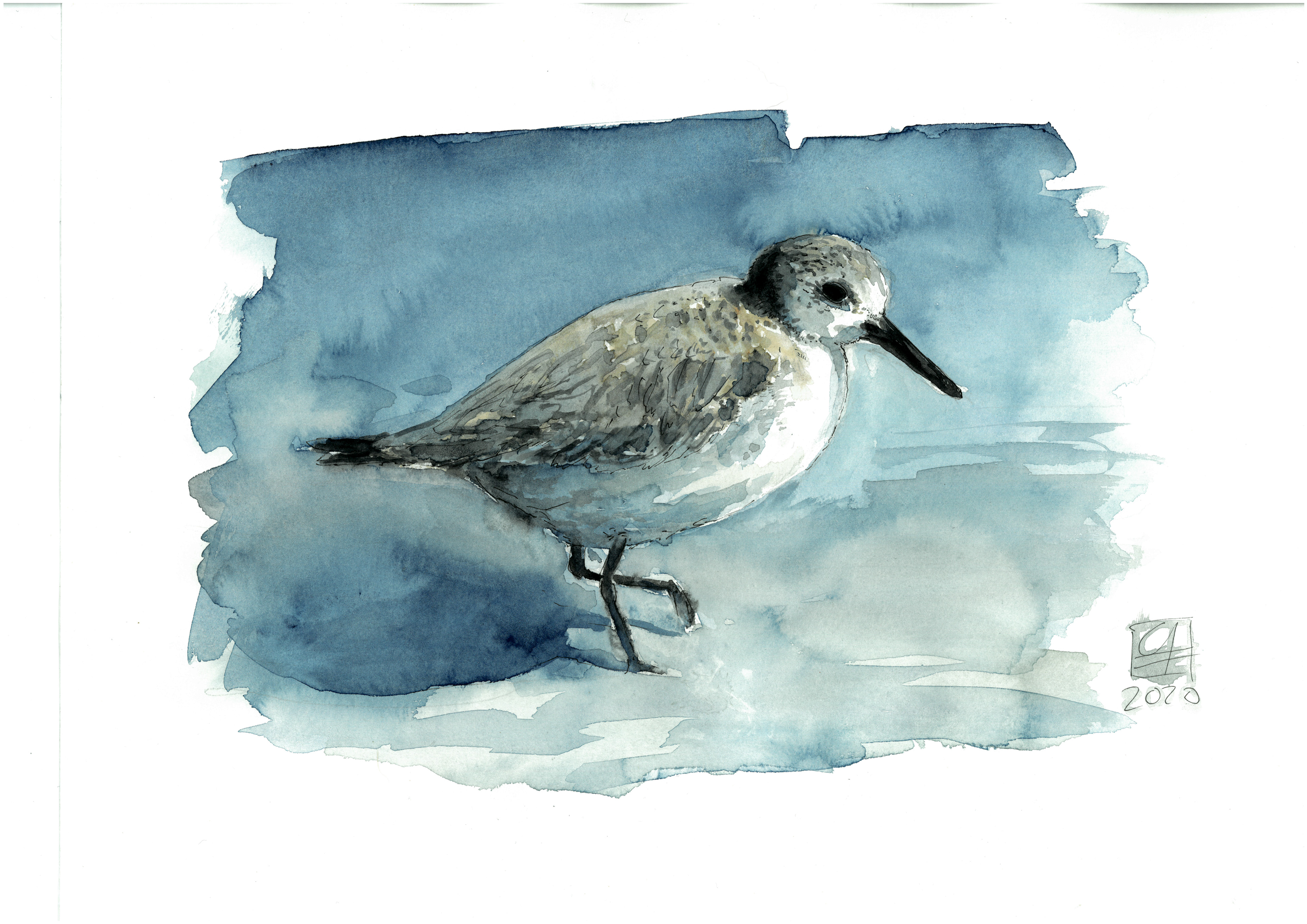 Sanderling (40x30)