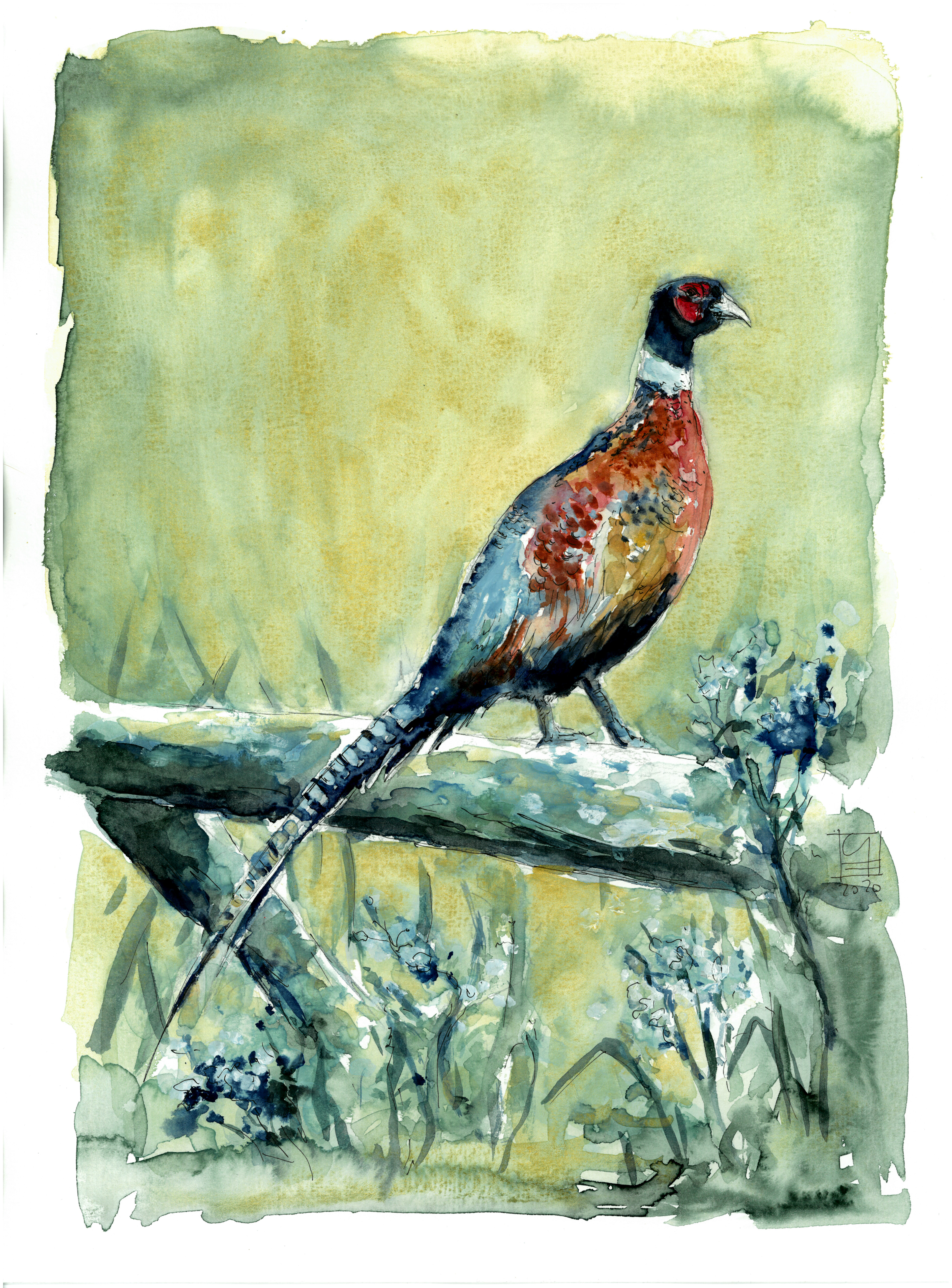 Fasan (40x30)
