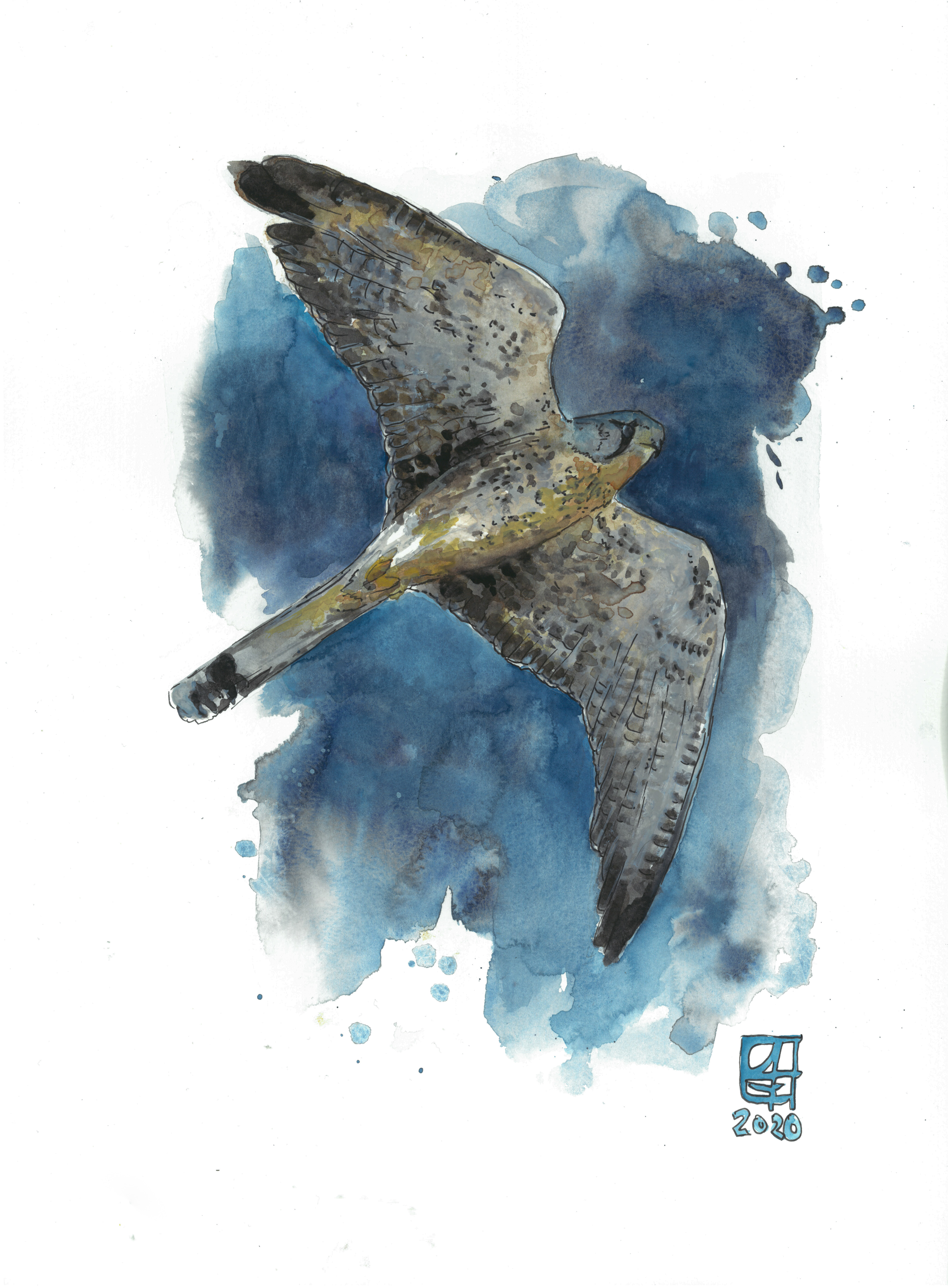 Turmfalke (30x42) - verkauft