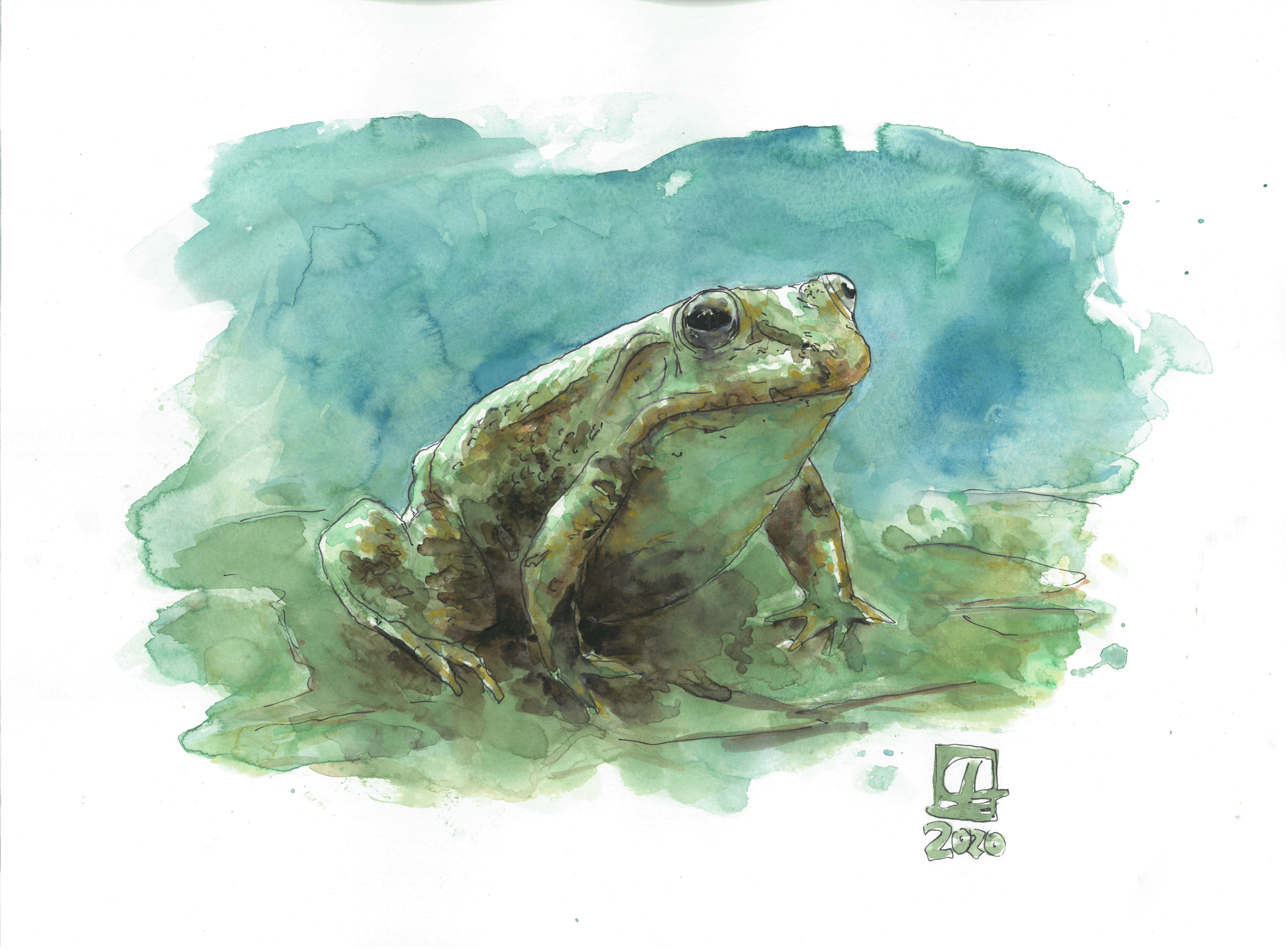 Frosch (42x30) - verkauft