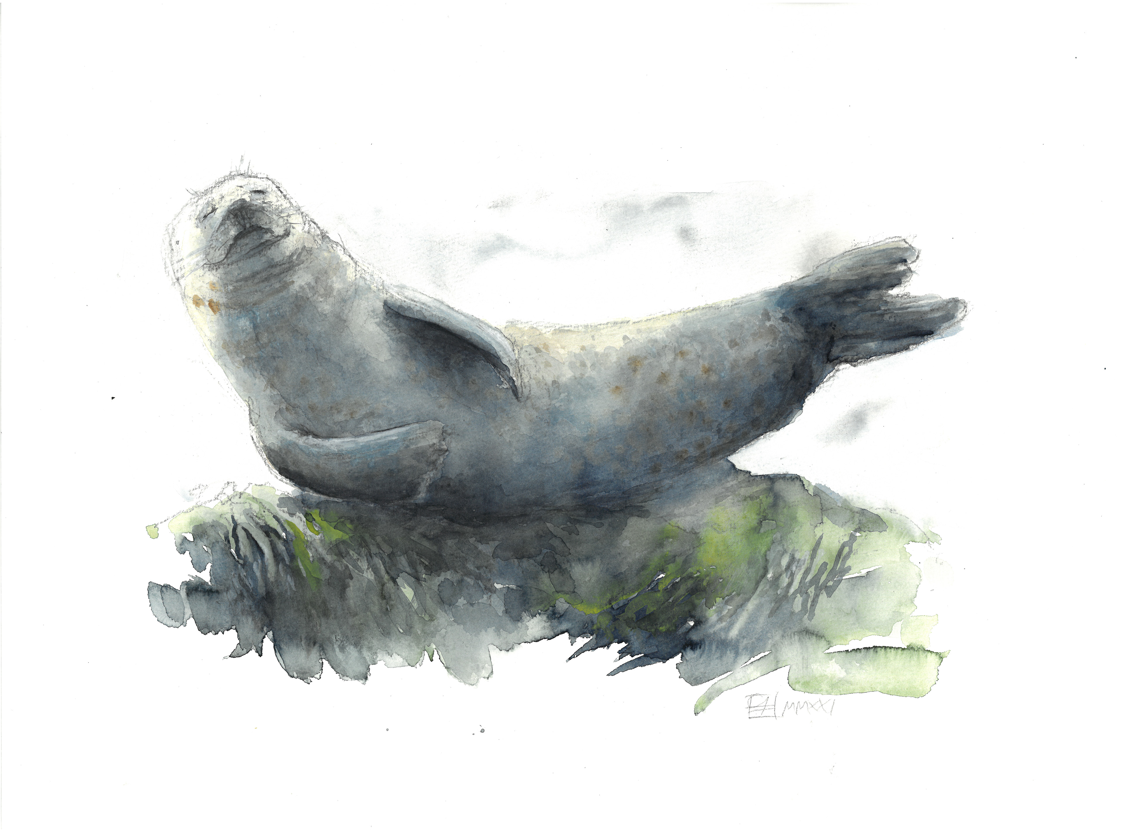 Robbe (40x30)