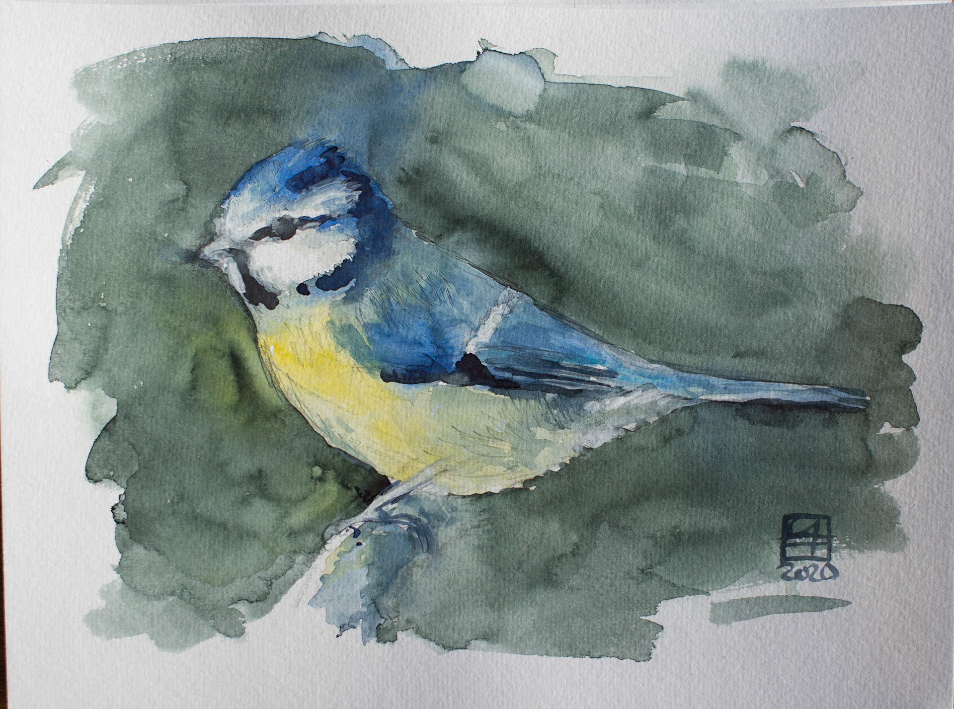 Blaumeise (24x19)