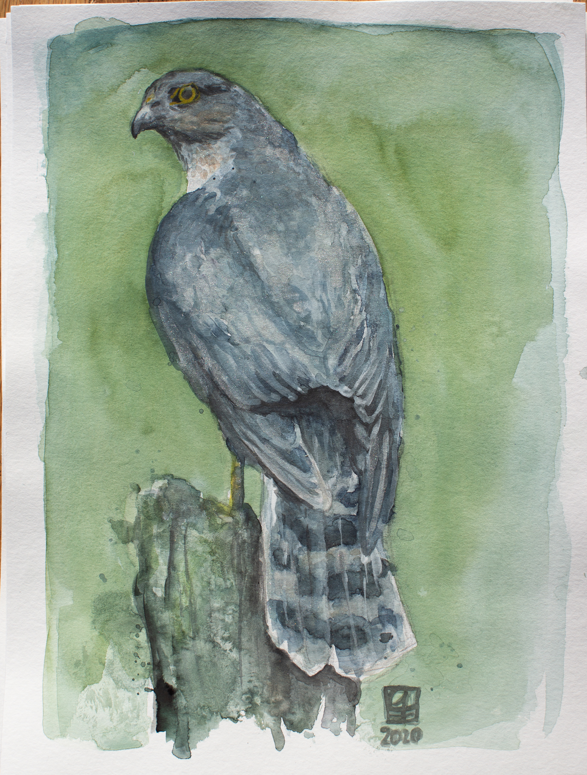 Sparrowhawk (30x40)