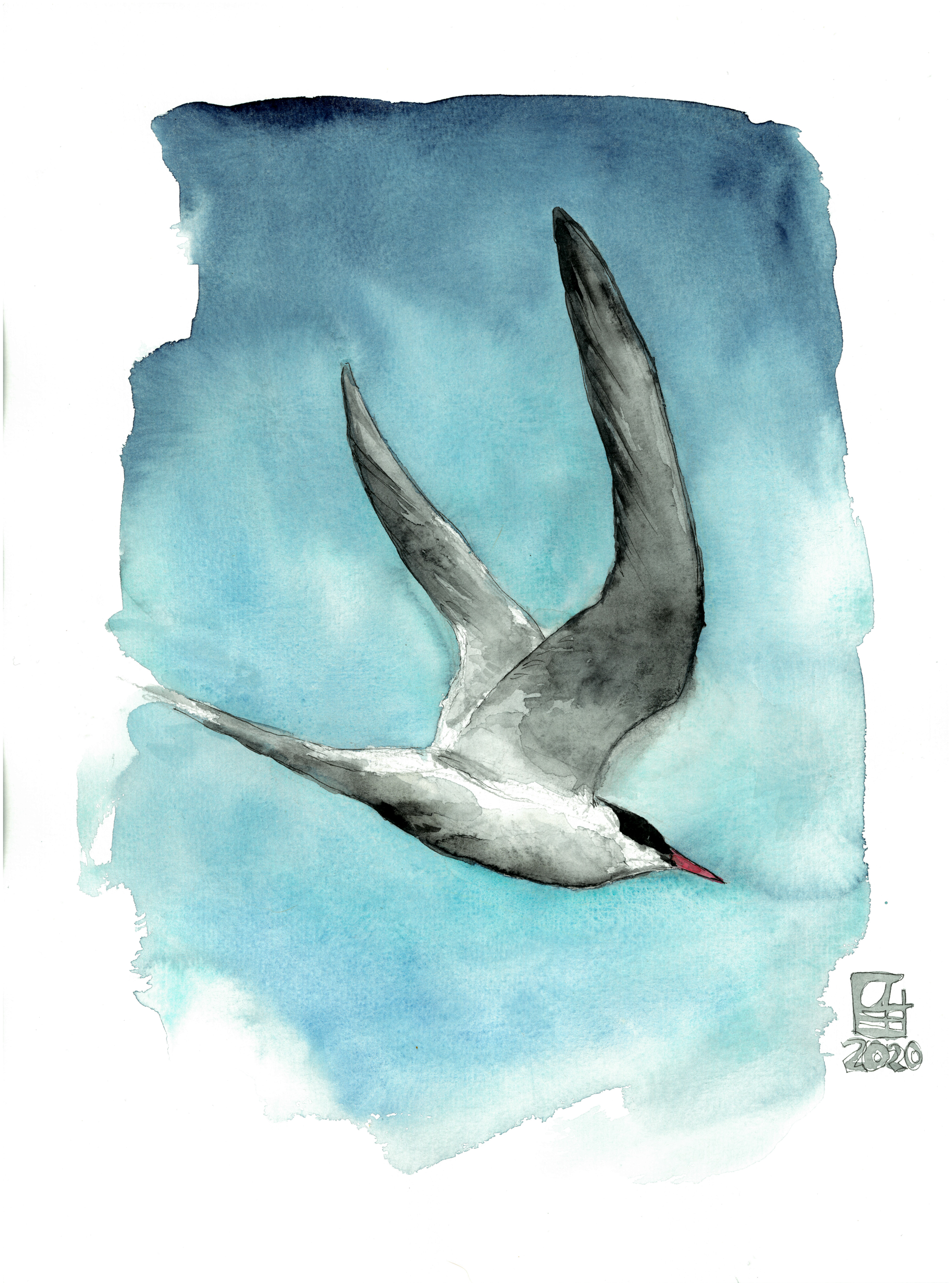 Seeschwalbe (40x30)