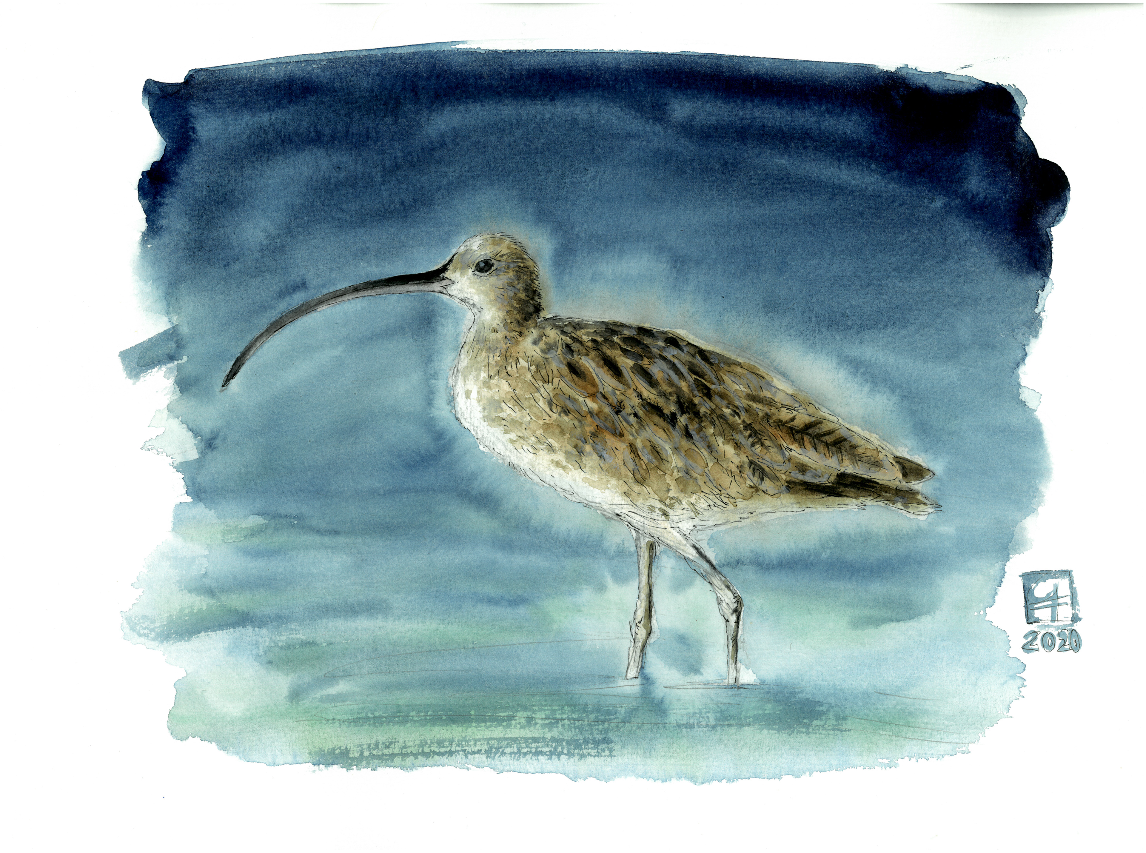 Brachvogel (40x30)