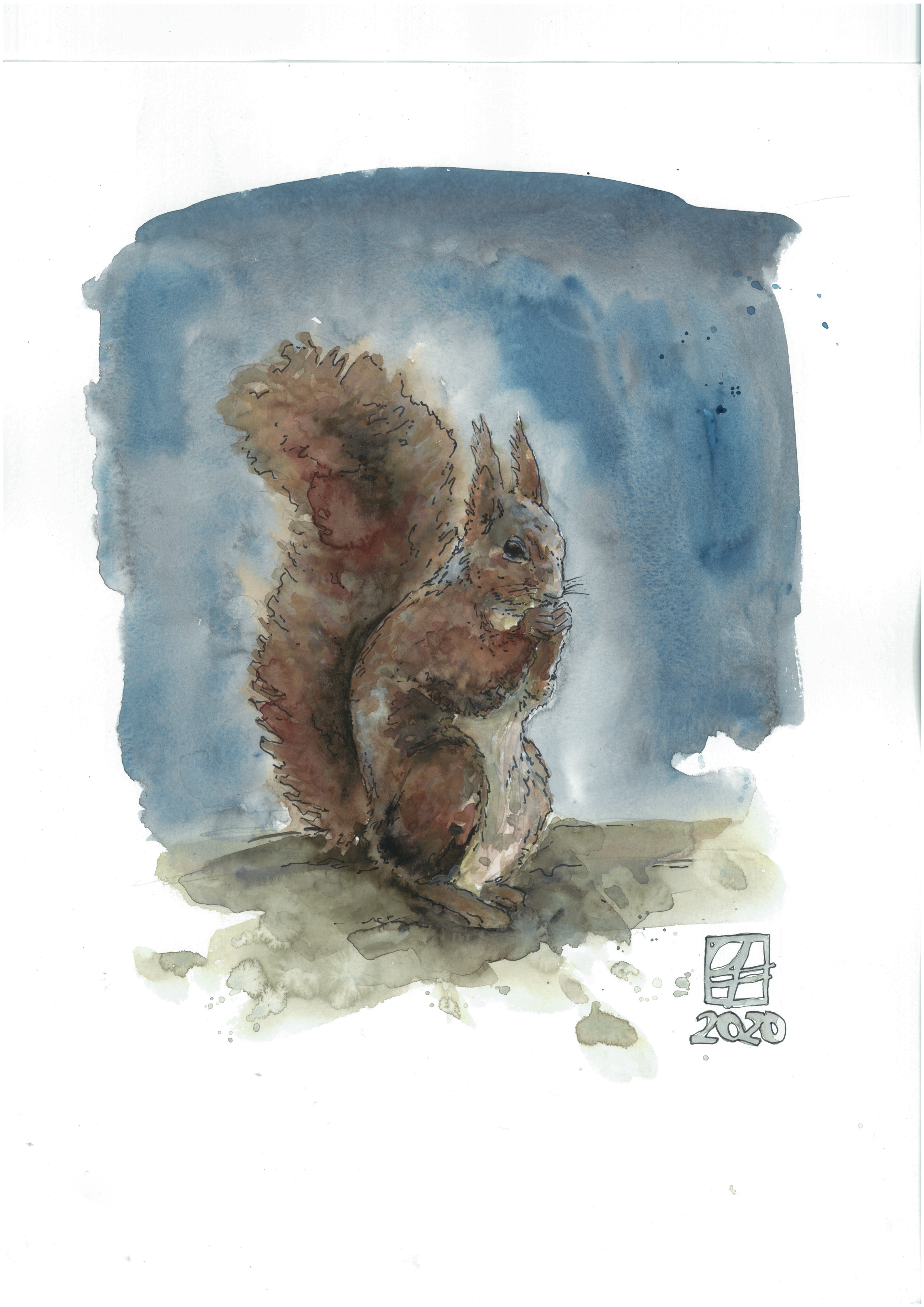 Eichhörnchen (30x42)
