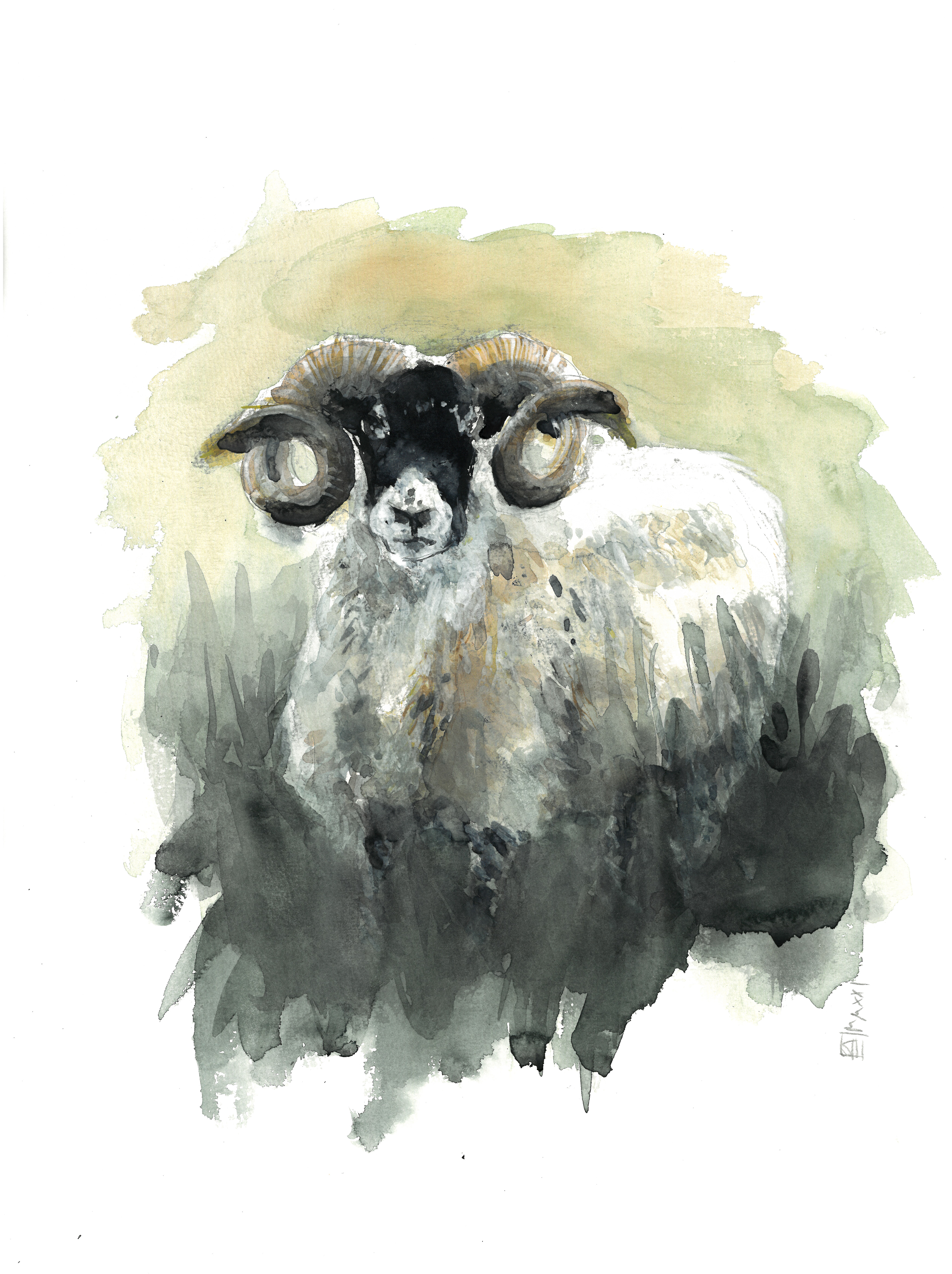 Schaf mit Hörner (30x40)