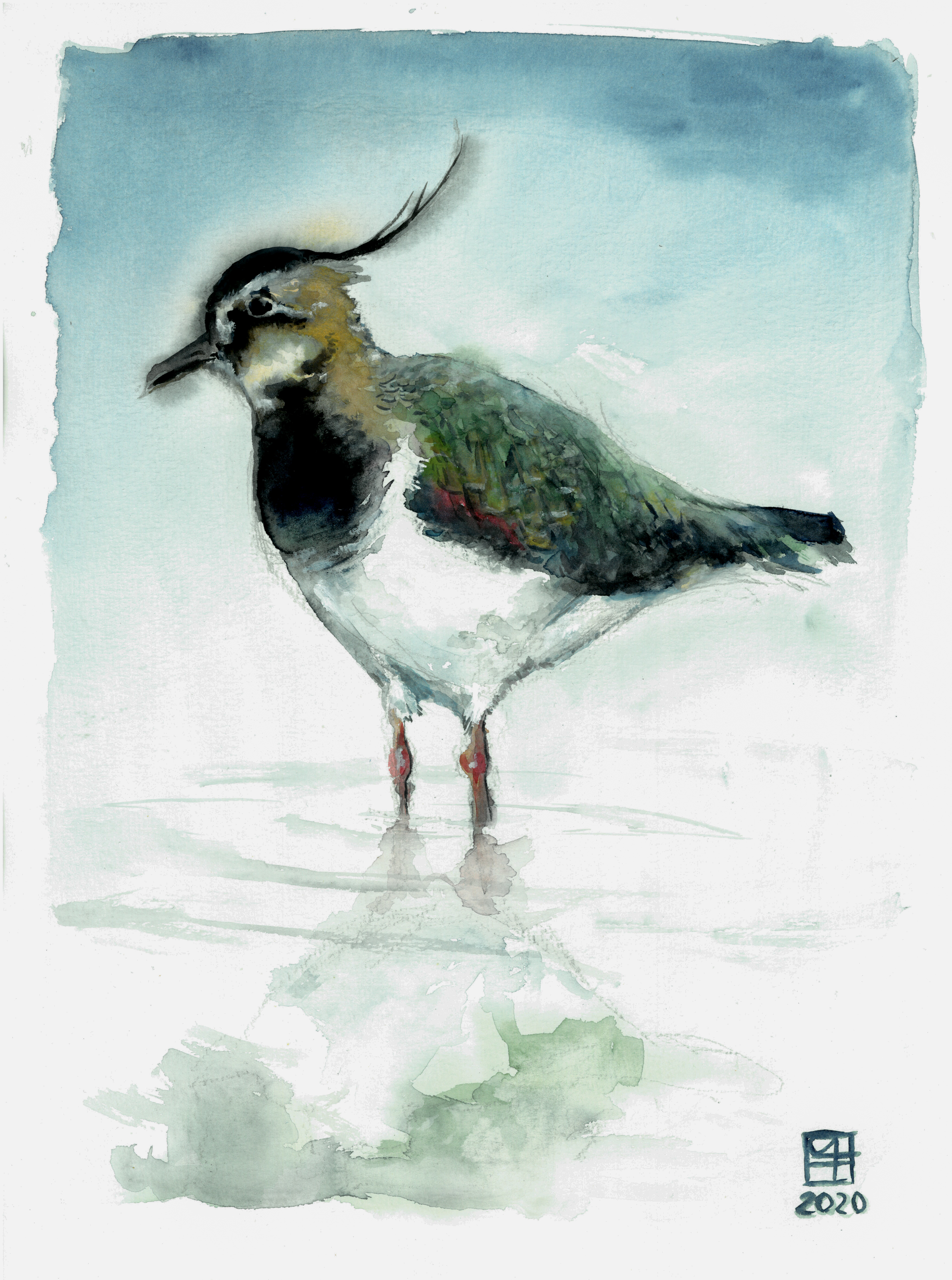 Kiebitz (40x30)