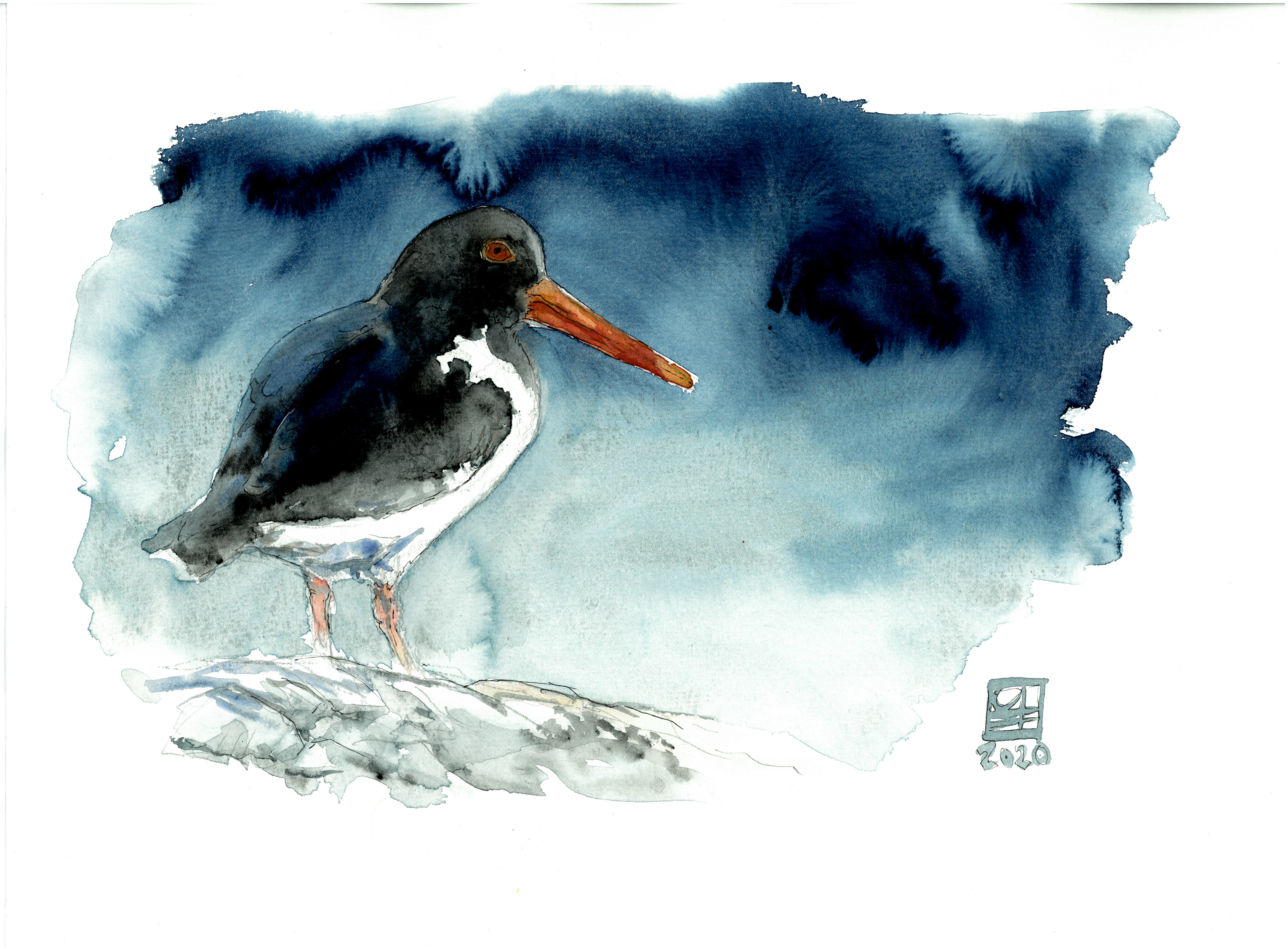 Austernfischer (40x30)