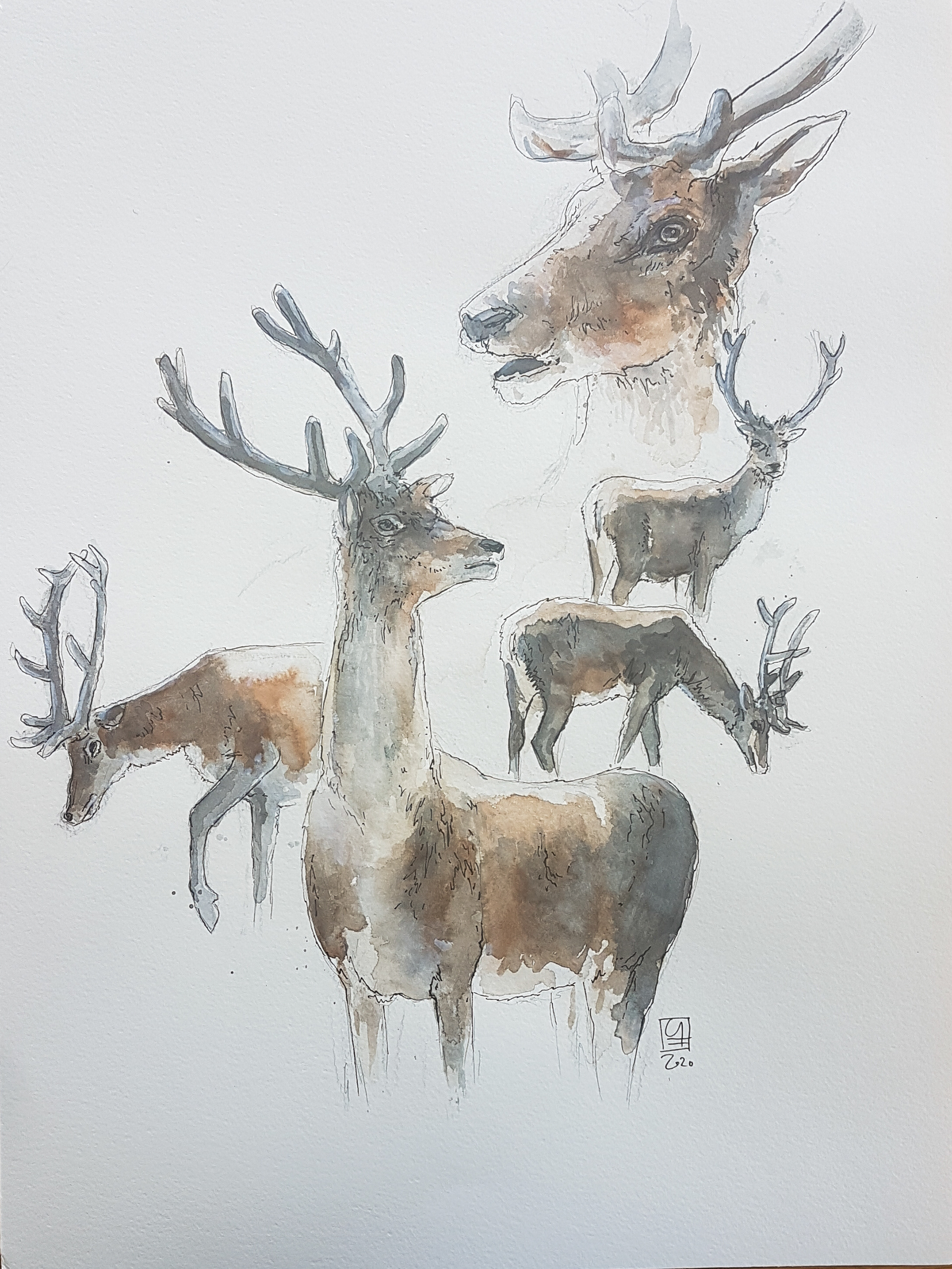 Hirsche (36x48)