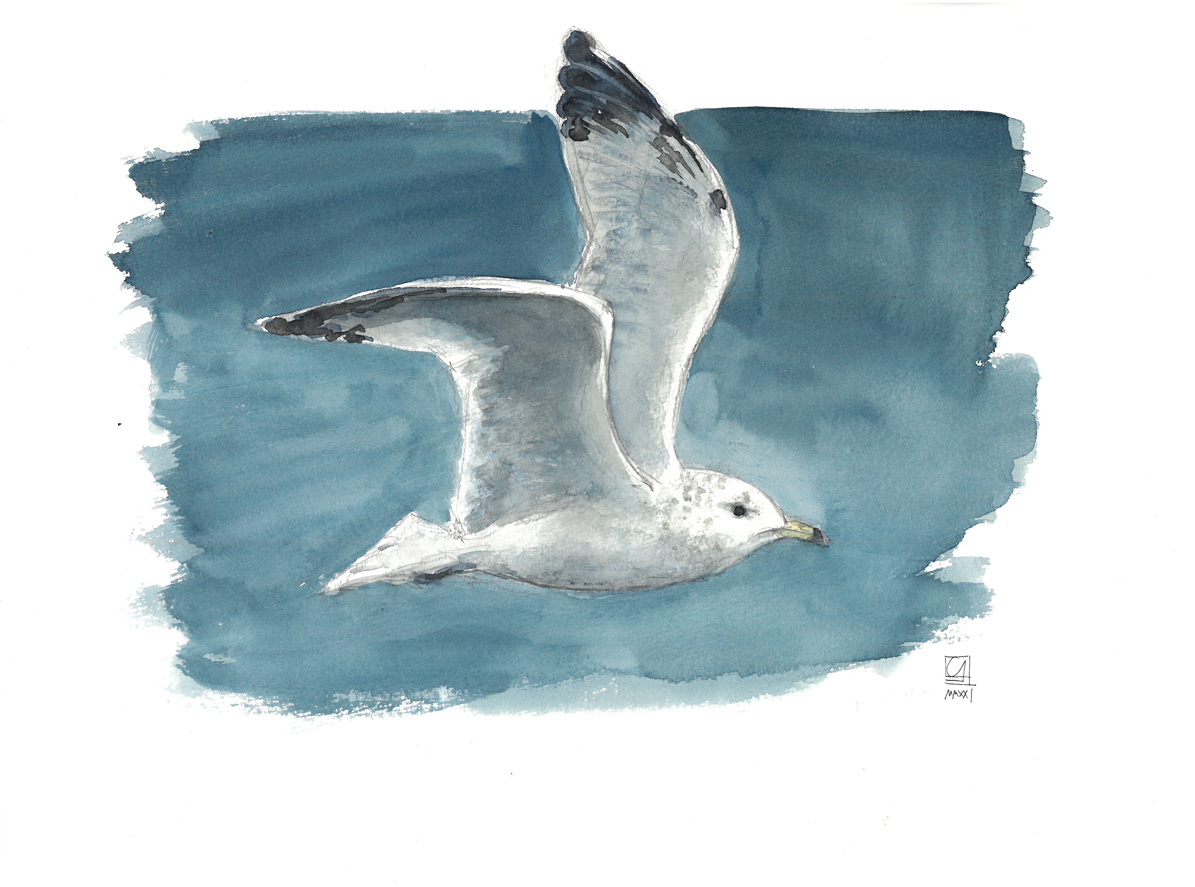 Möwe im Flug (40x30)
