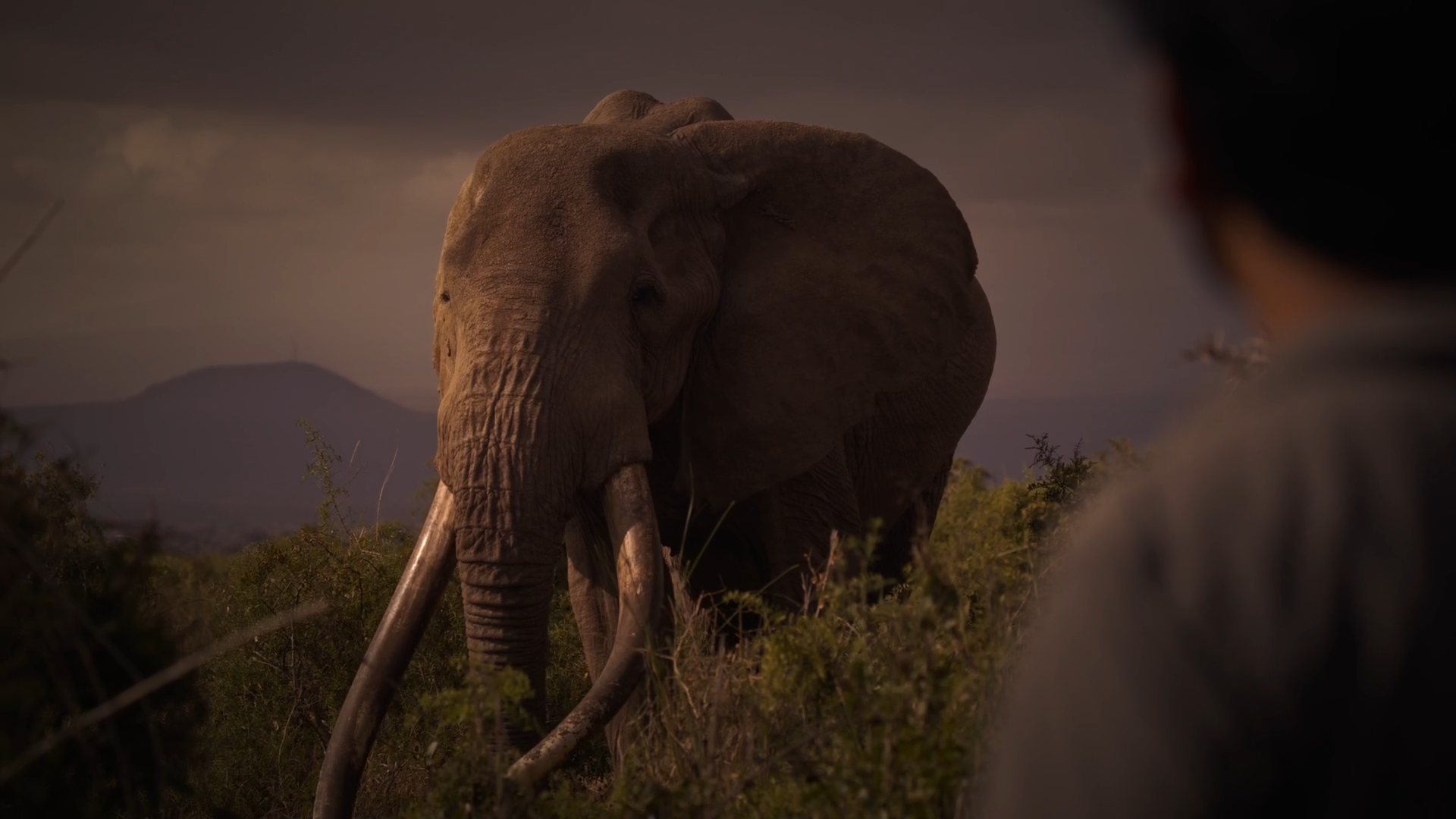 Bugs That Rule the World Episode 1