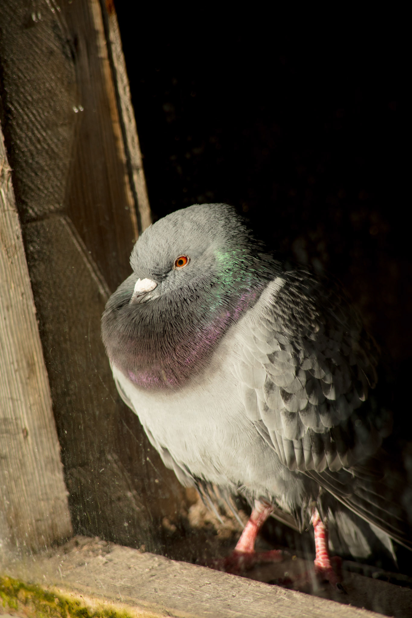 Pigeon in the flamingo house, 2018
