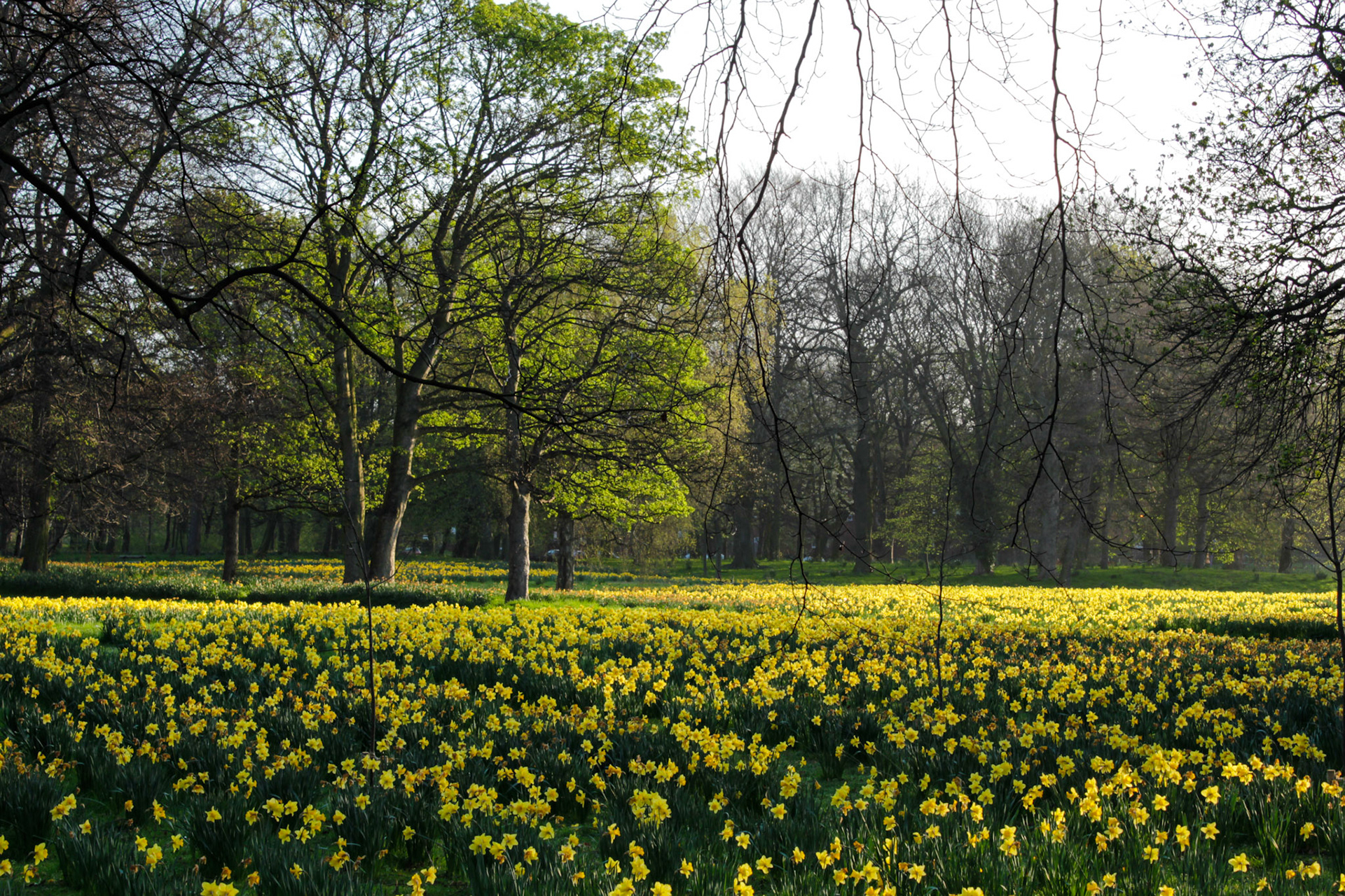 Marie Curie Field of Hope, Sefton Park, 2011